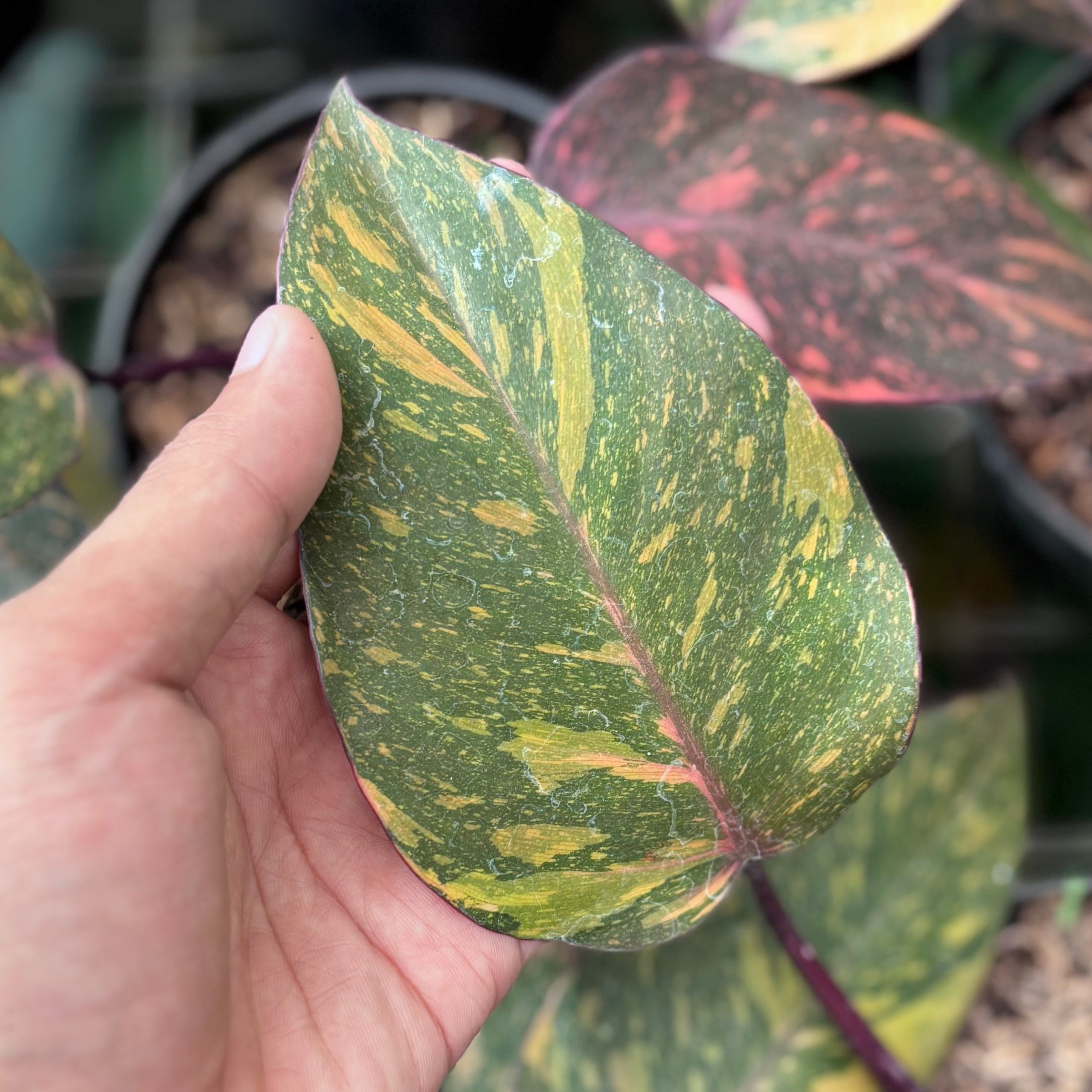 Philodendron orange princess galaxy - Image 3