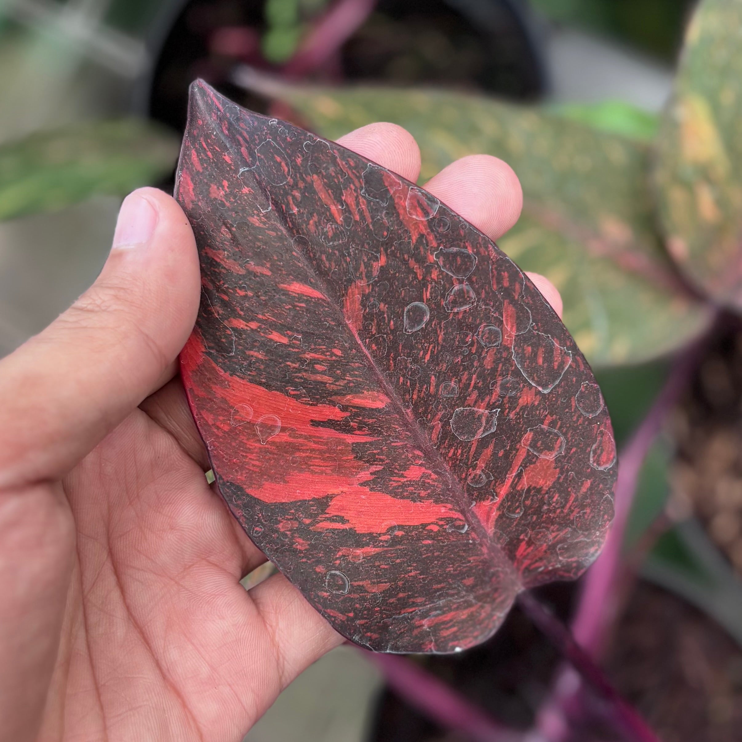 Philodendron orange princess galaxy - Image 4