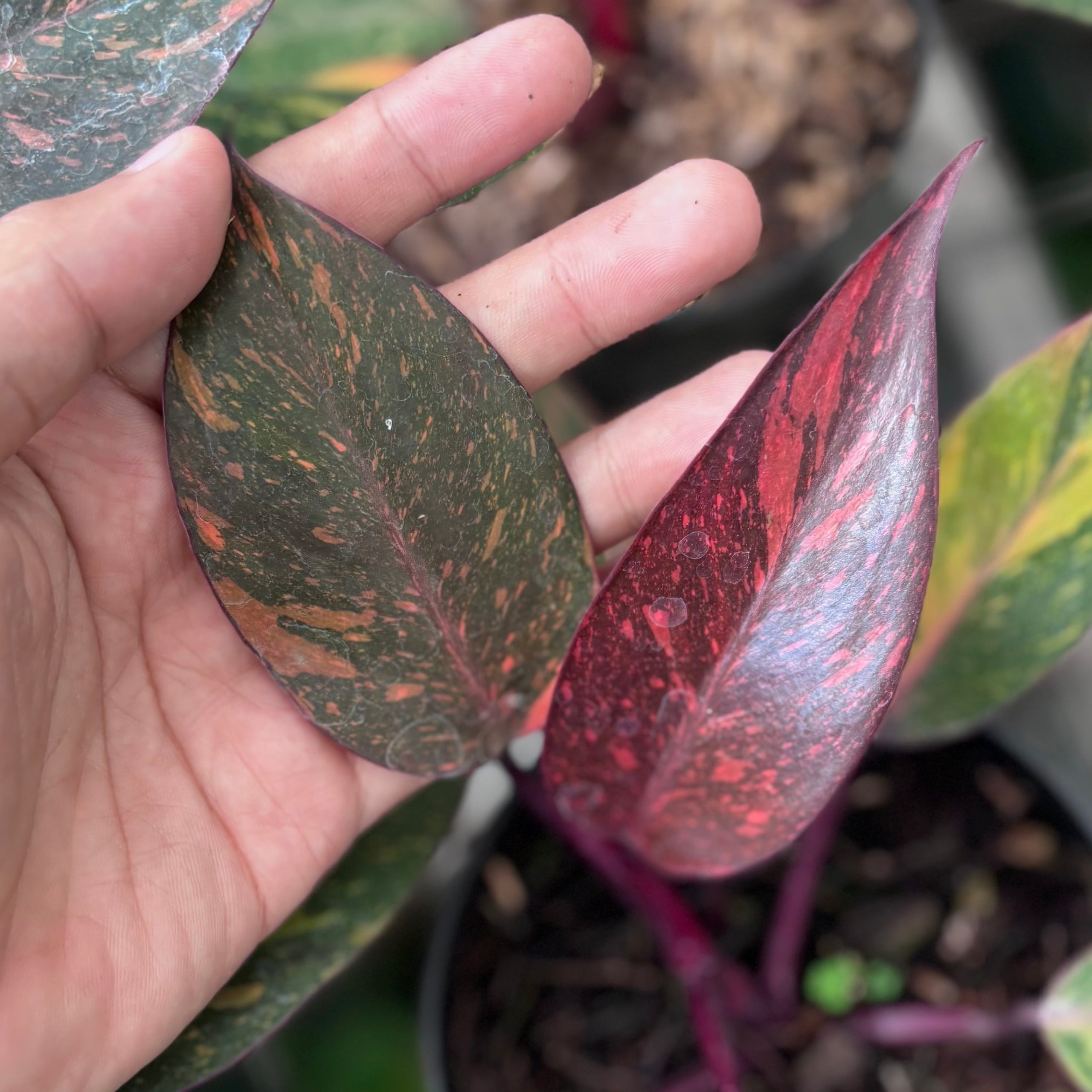Philodendron orange princess galaxy - Image 5
