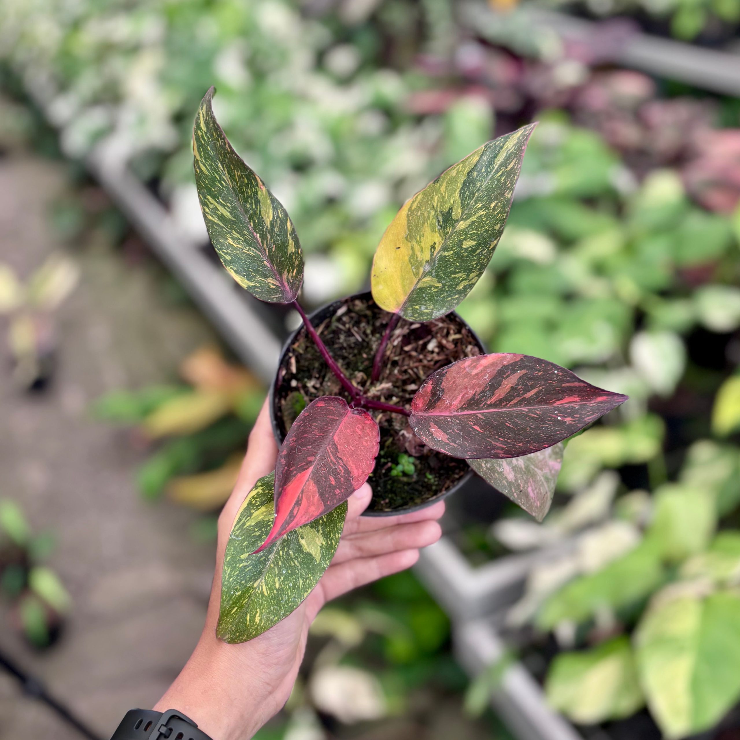 Philodendron orange princess galaxy - Image 6