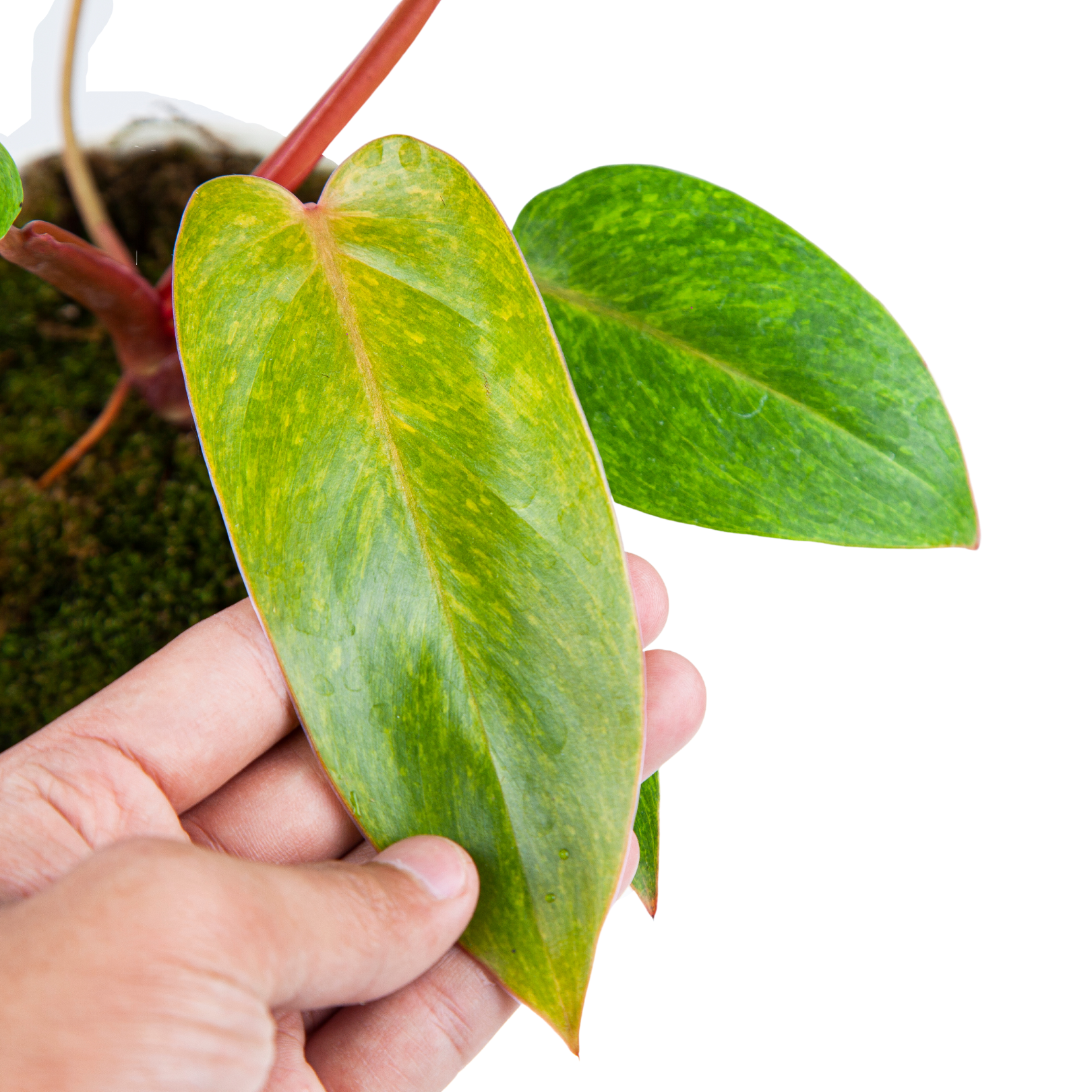 Philodendron Painted Lady - Image 2