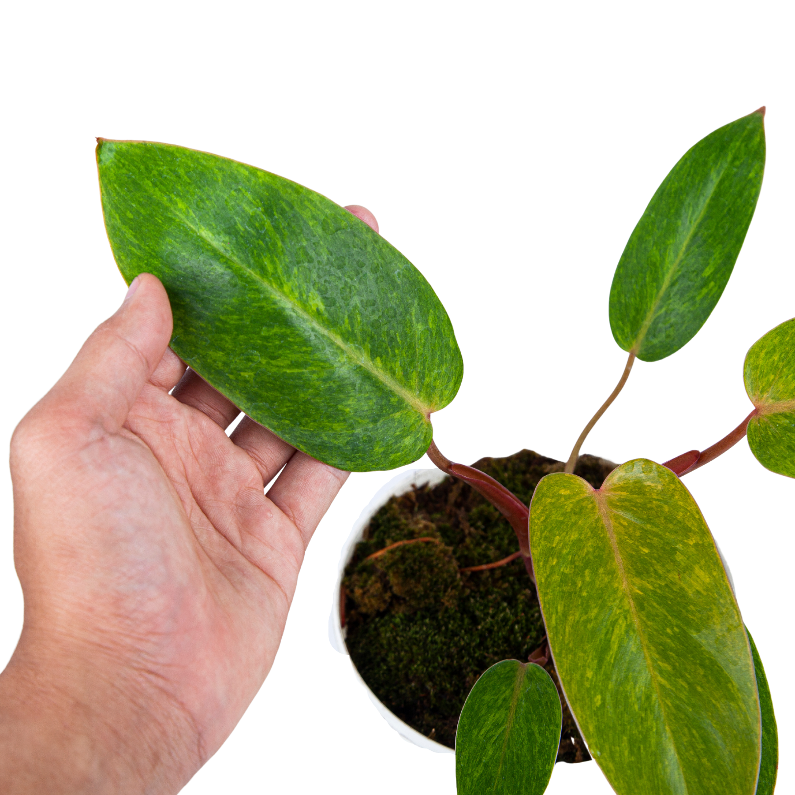 Philodendron Painted Lady - Image 4