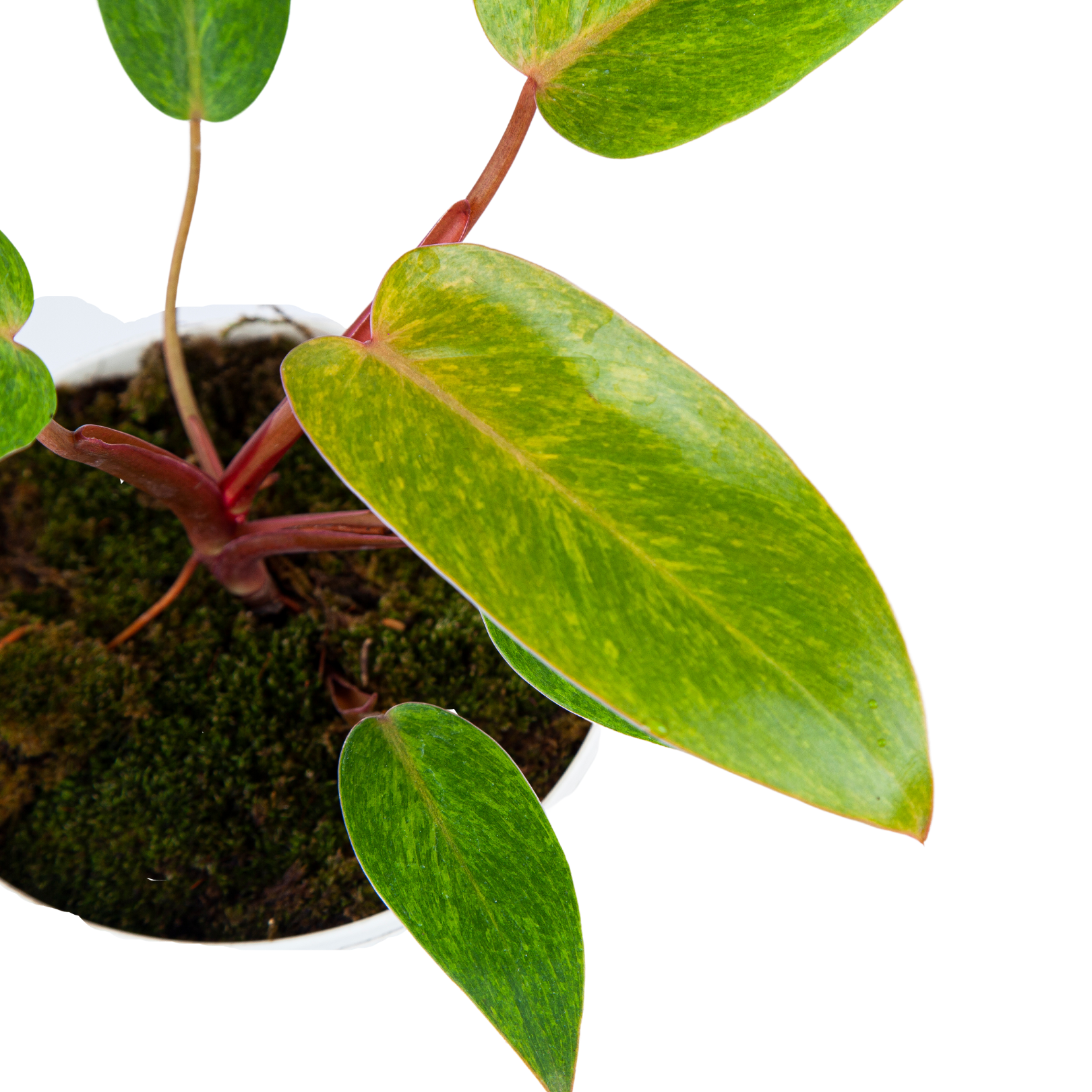 Philodendron Painted Lady - Image 5