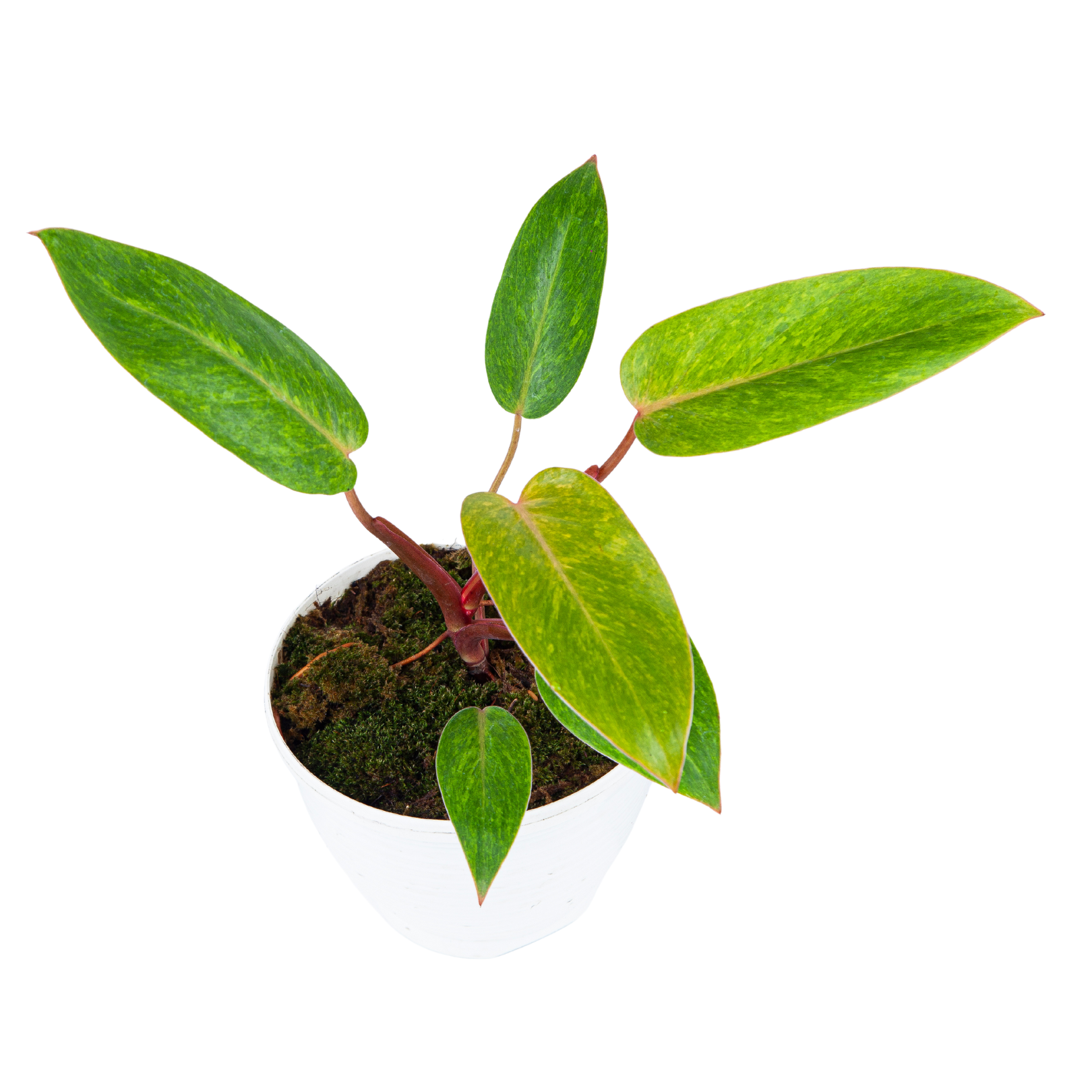 Philodendron Painted Lady - Image 6