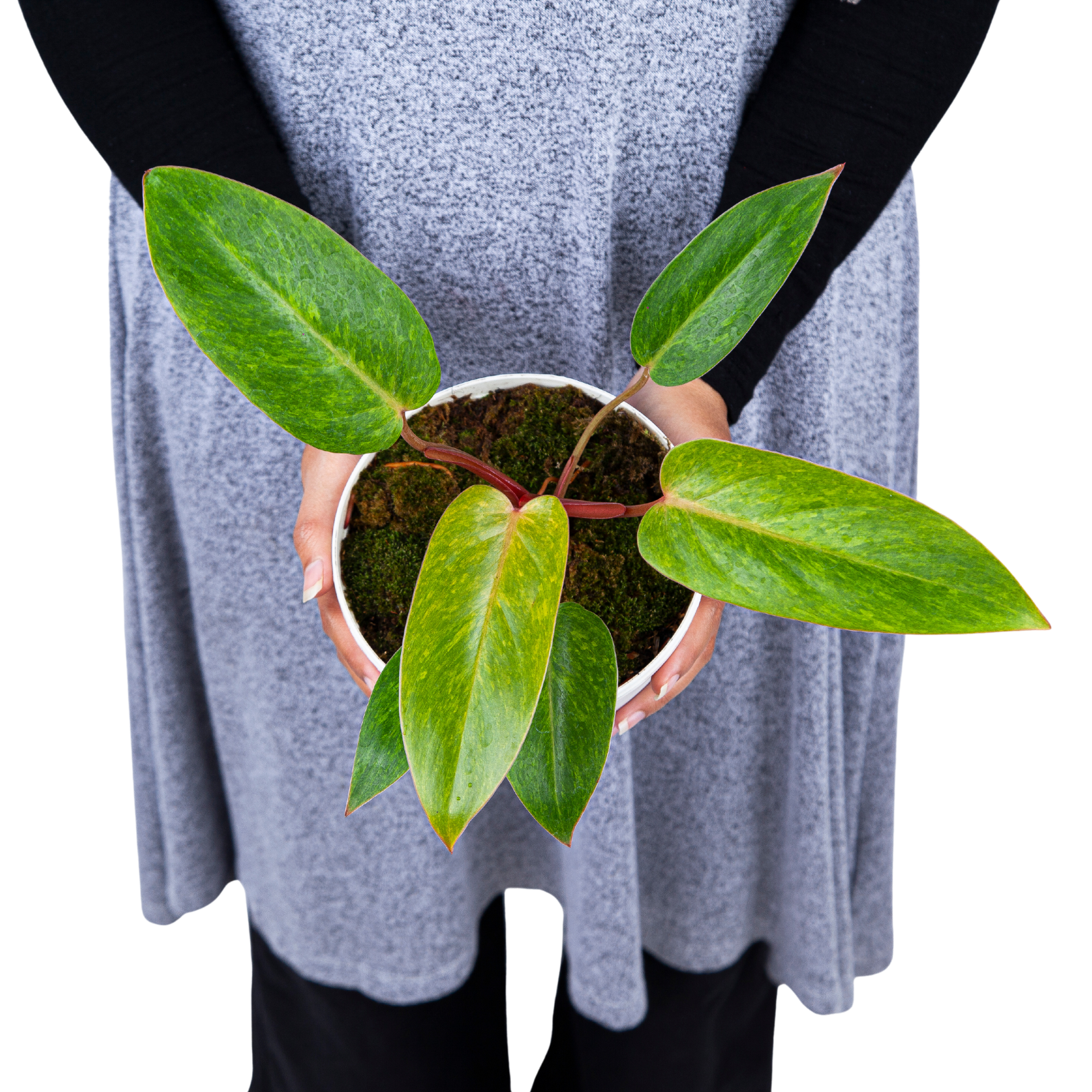 Philodendron Painted Lady - Image 7