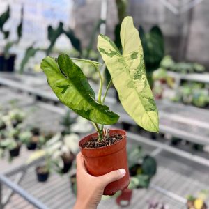 Philodendron paraiso verde variegated