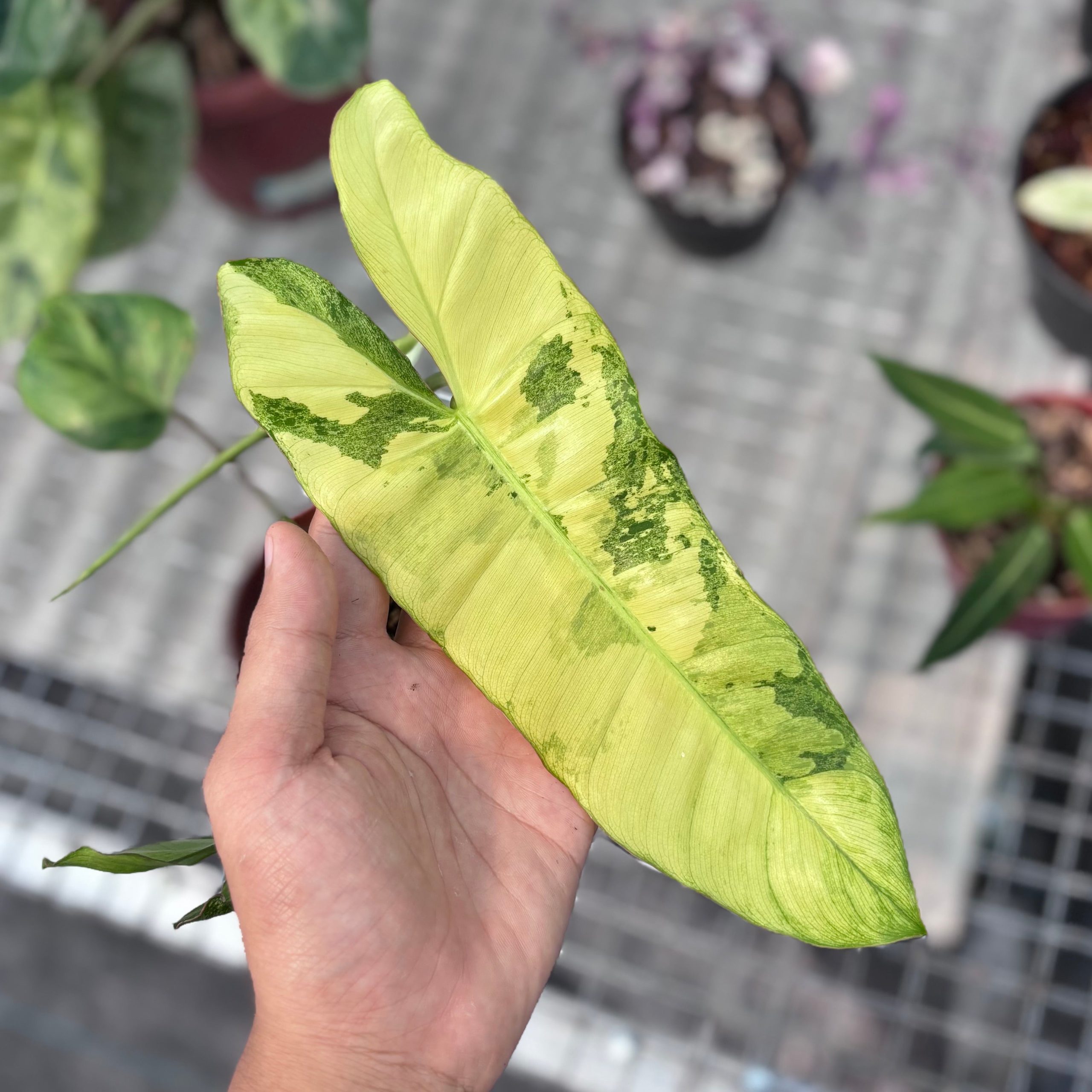 Philodendron paraiso verde variegated - Image 2