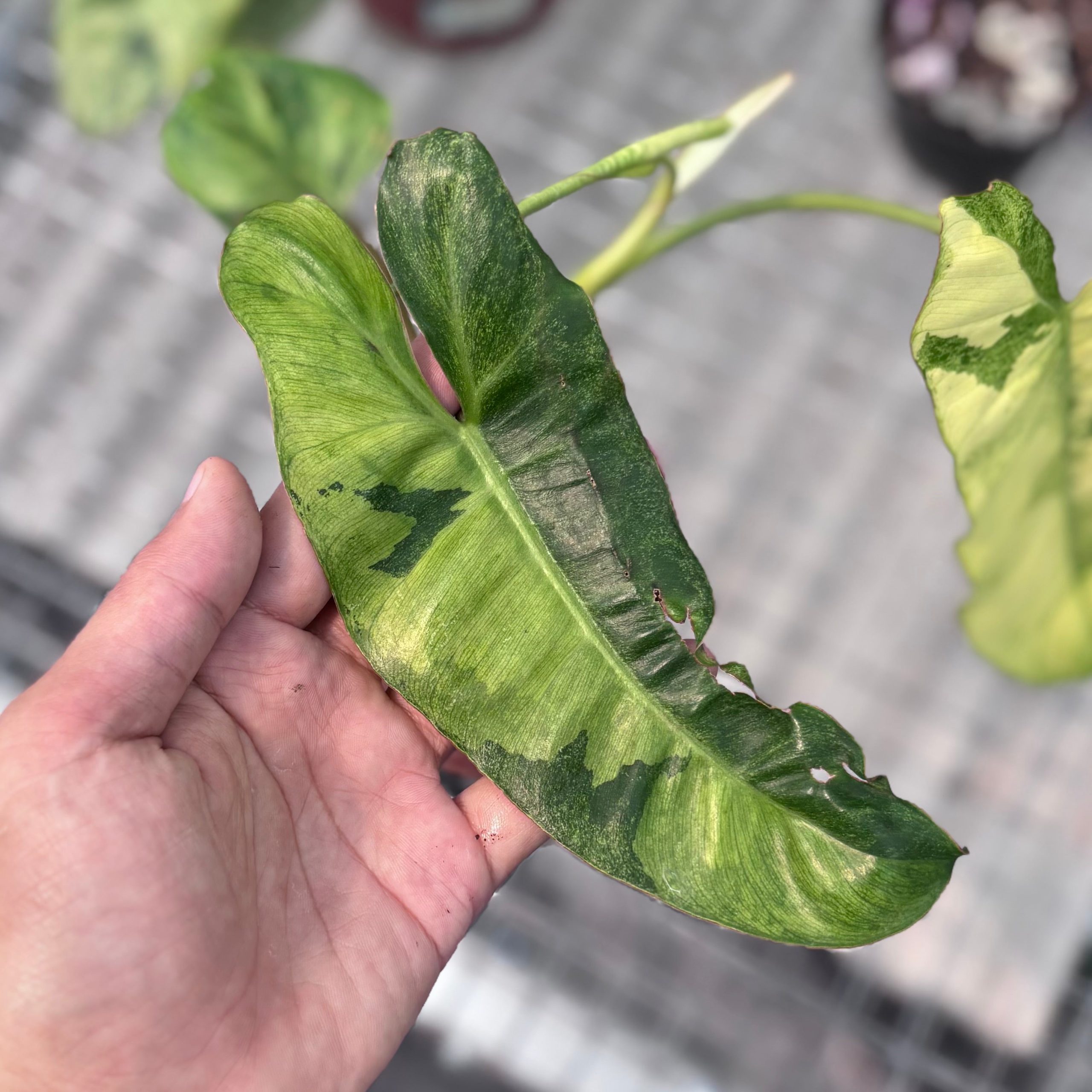 Philodendron paraiso verde variegated - Image 3