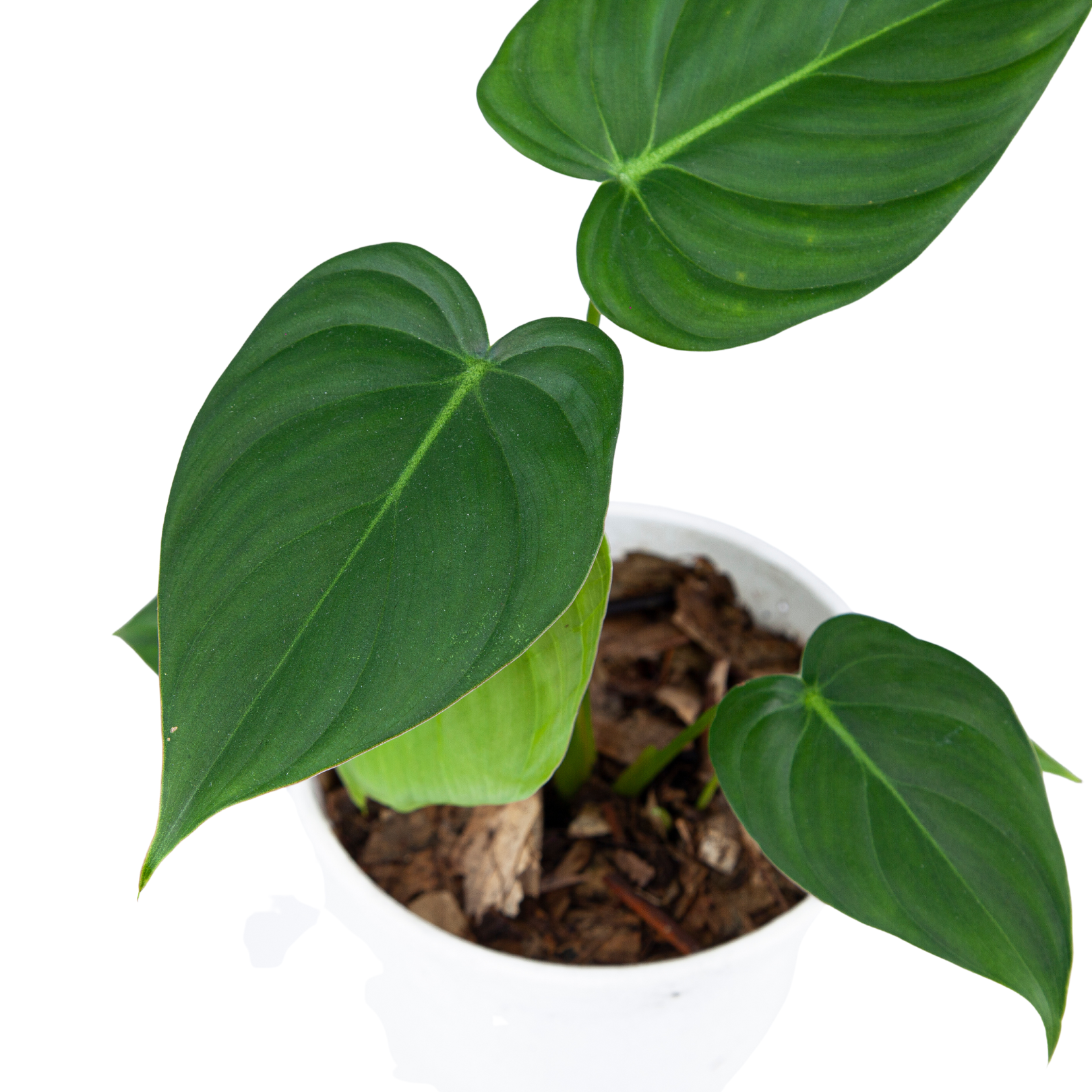 Philodendron Pastazanum - Image 2