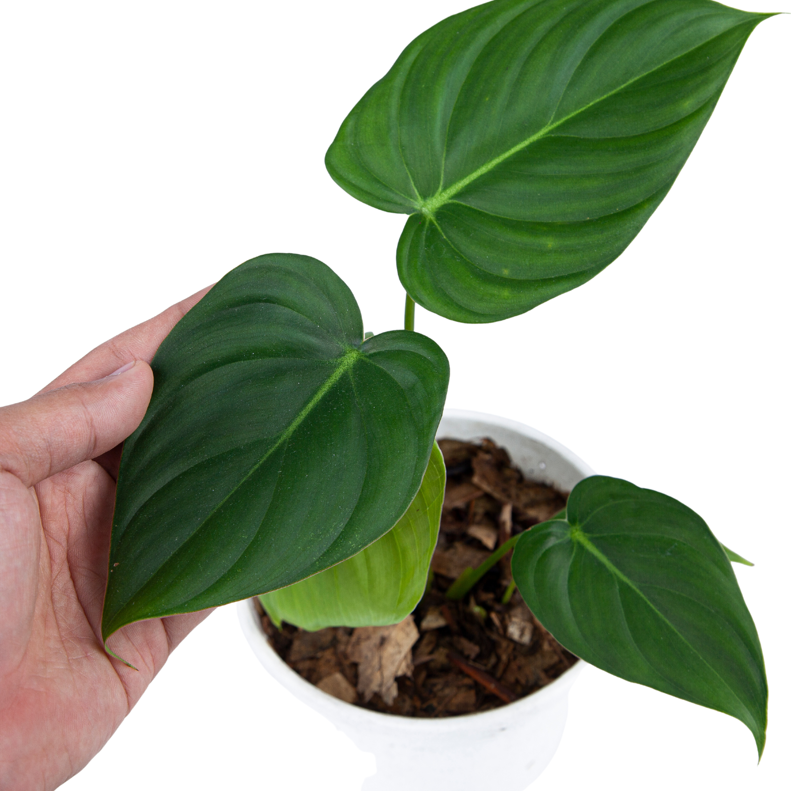 Philodendron Pastazanum - Image 3