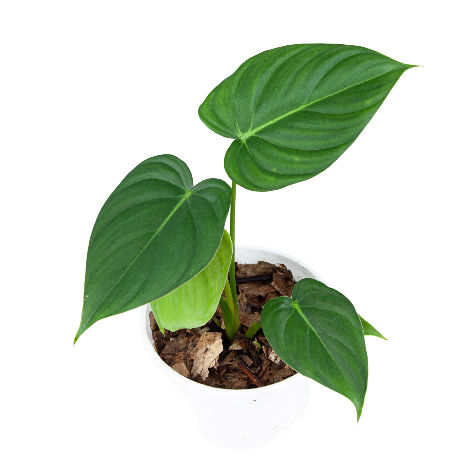 Philodendron Pastazanum - Image 4