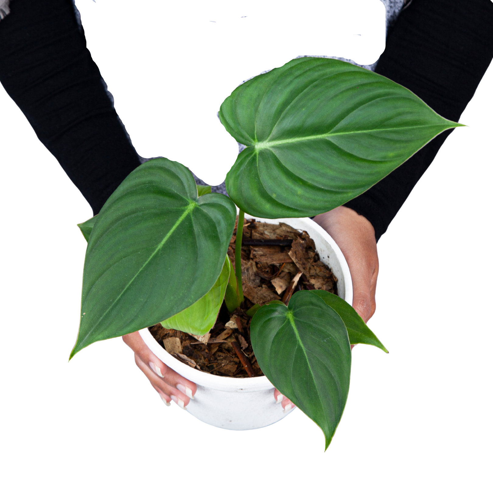 Philodendron Pastazanum - Image 5