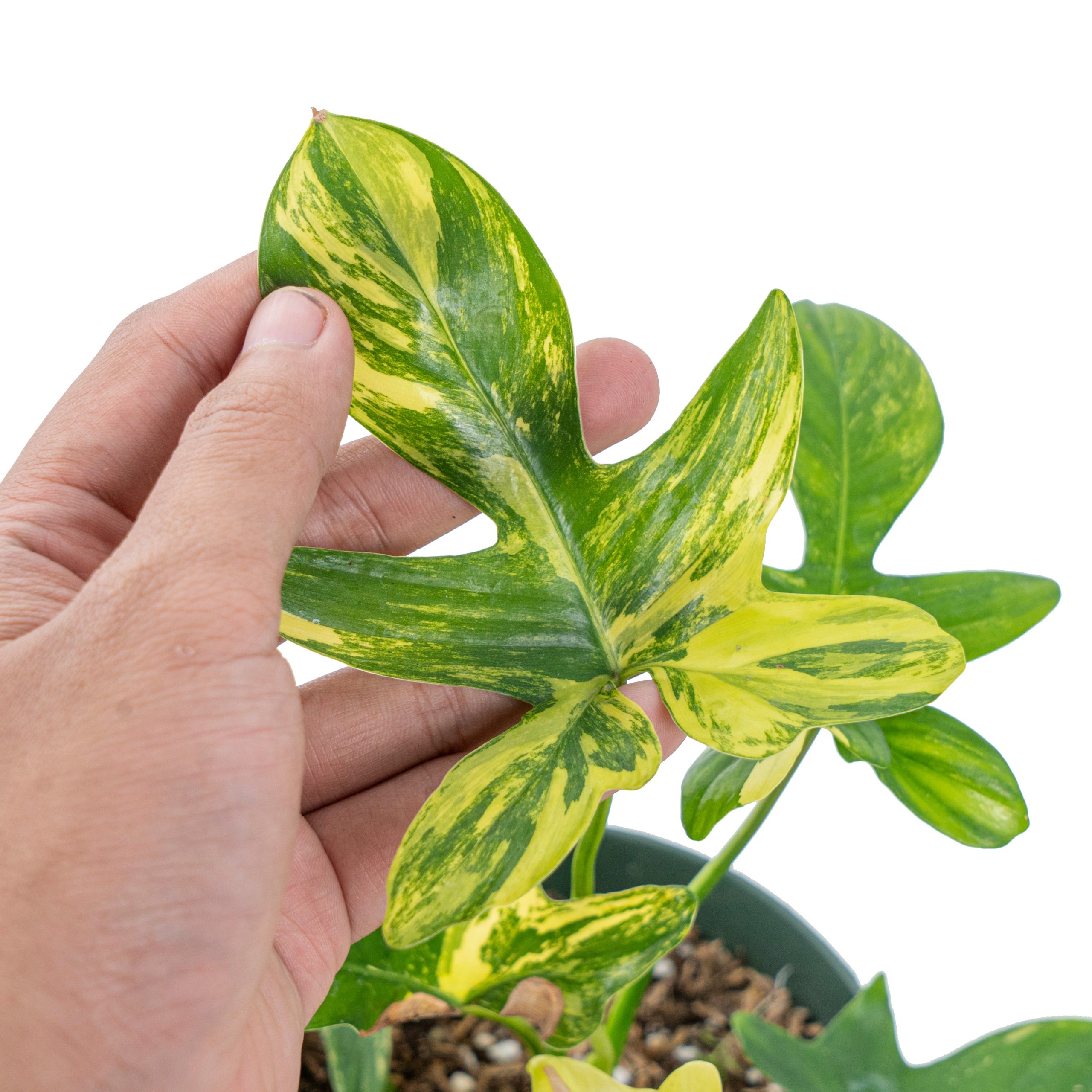 Philodendron pedatum aurea variegated - Image 2