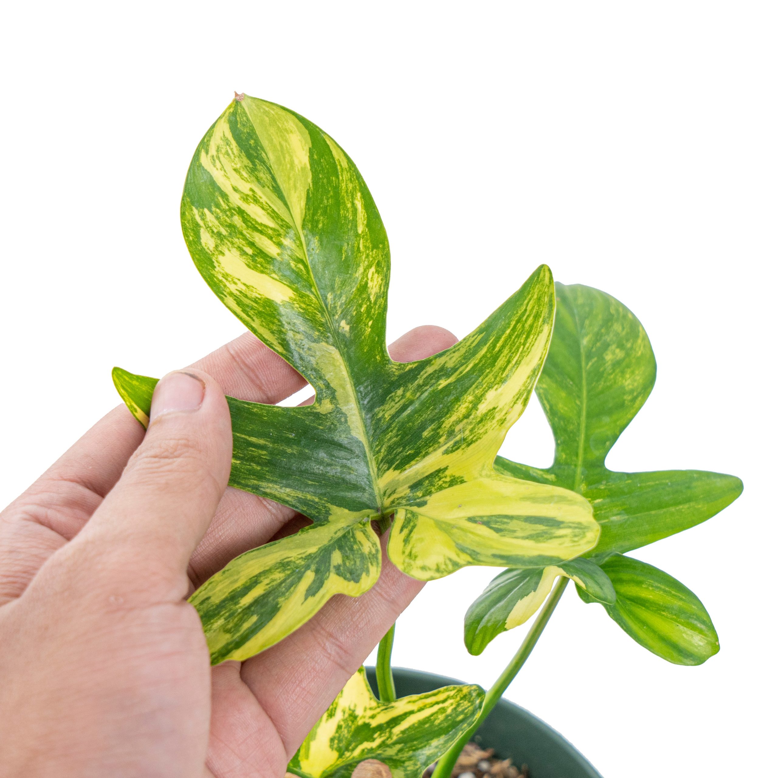 Philodendron pedatum aurea variegated - Image 3