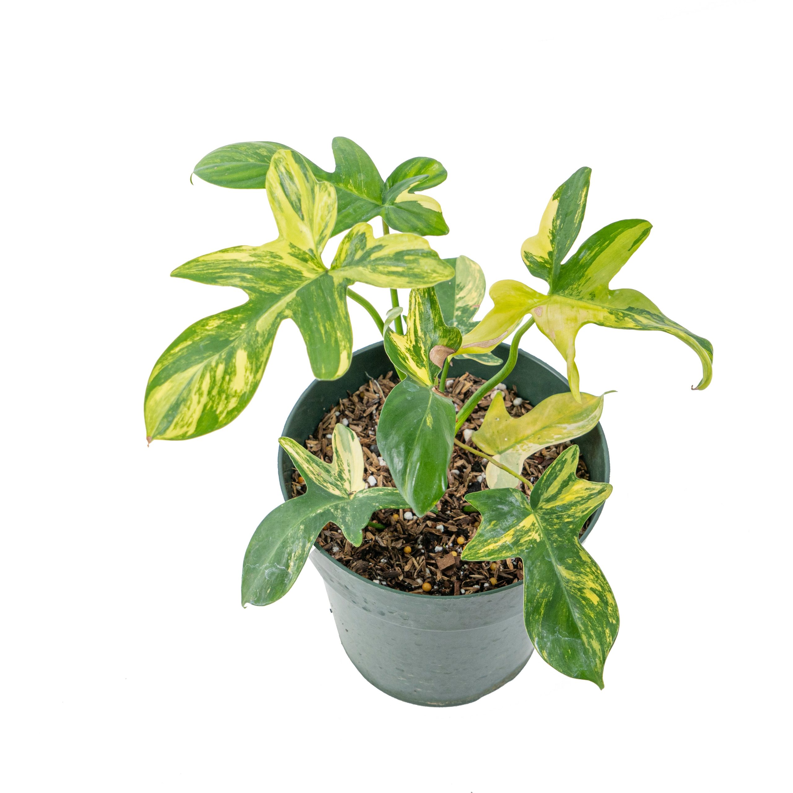 Philodendron pedatum aurea variegated - Image 4