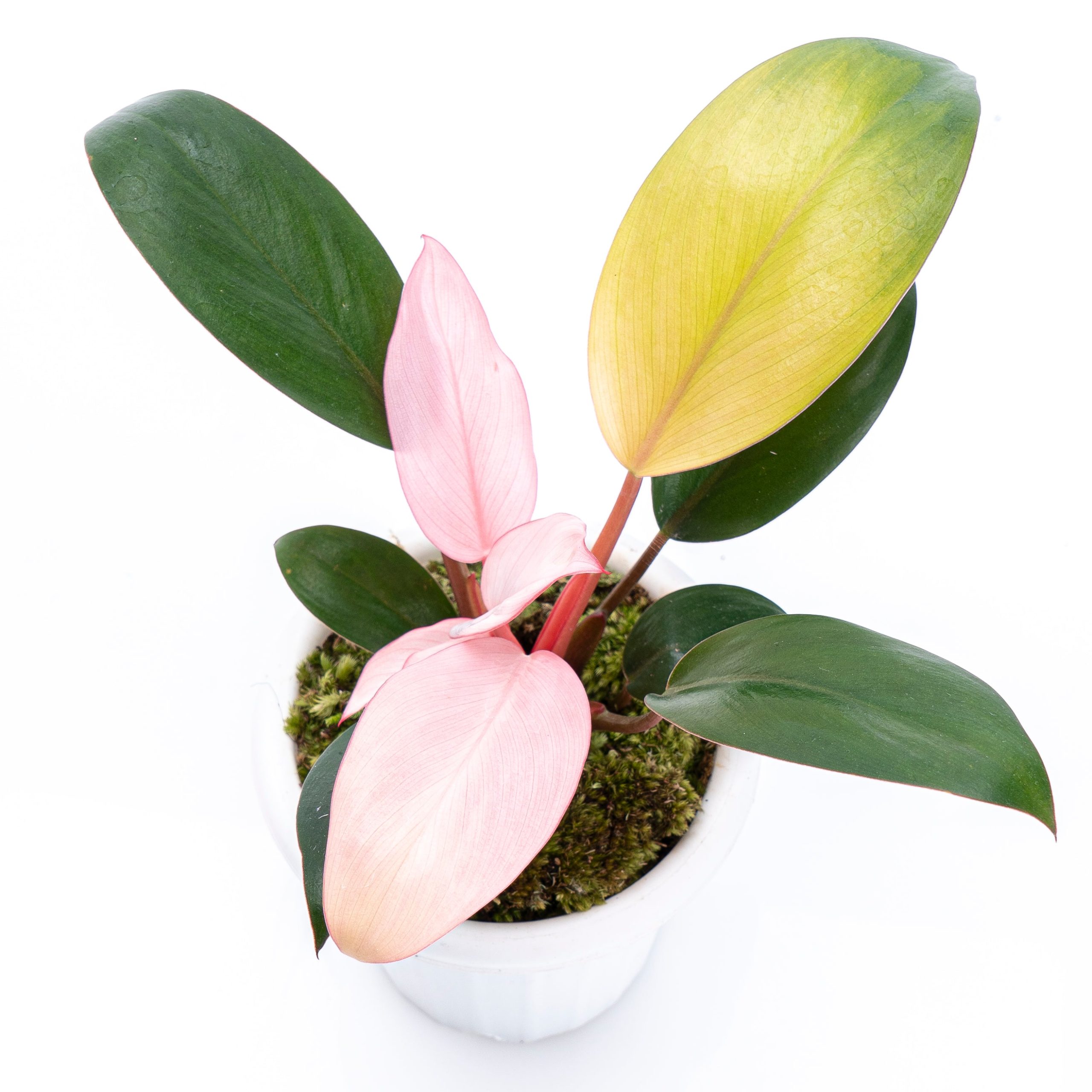 Philodendron Pink Congo - Image 2