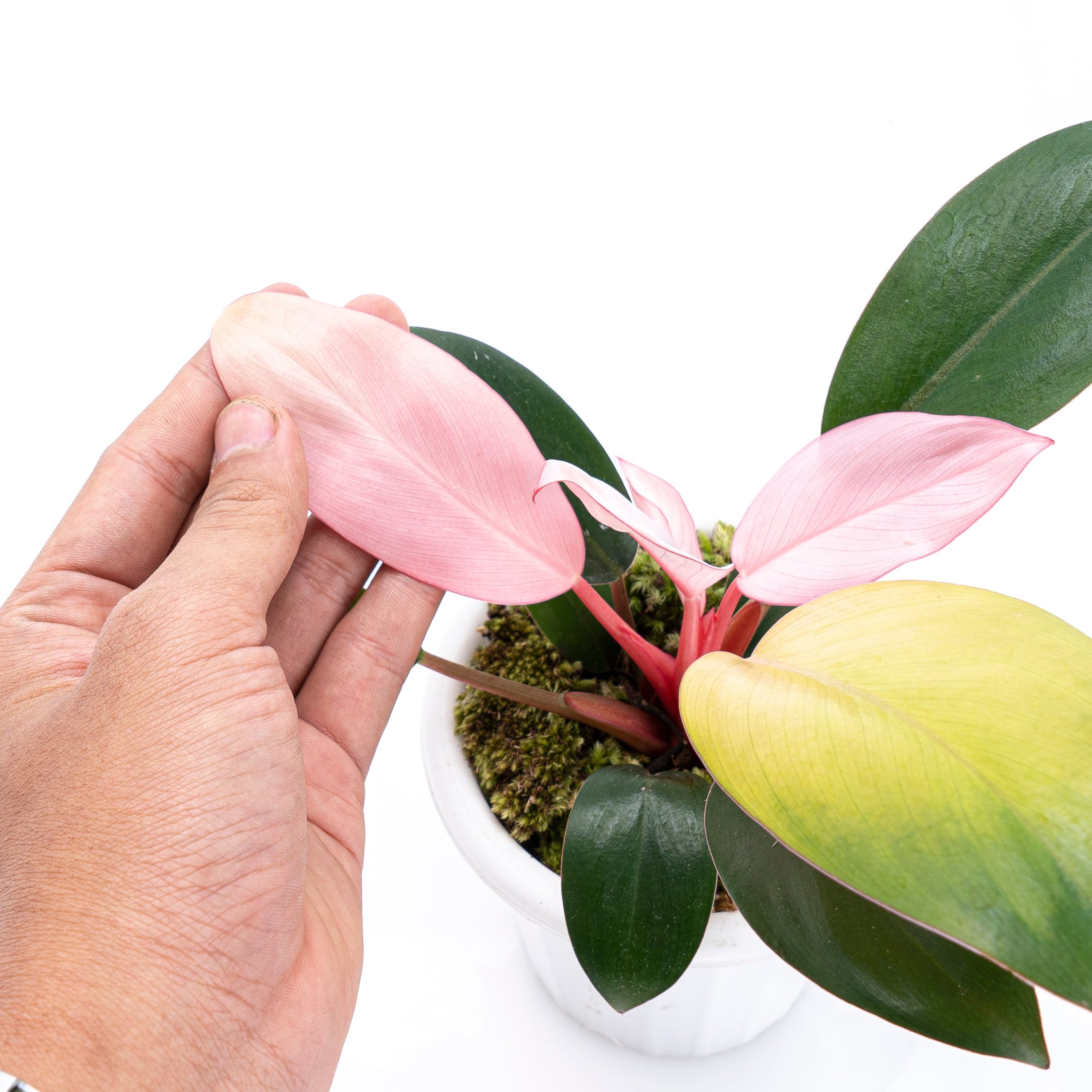 Philodendron Pink Congo - Image 3