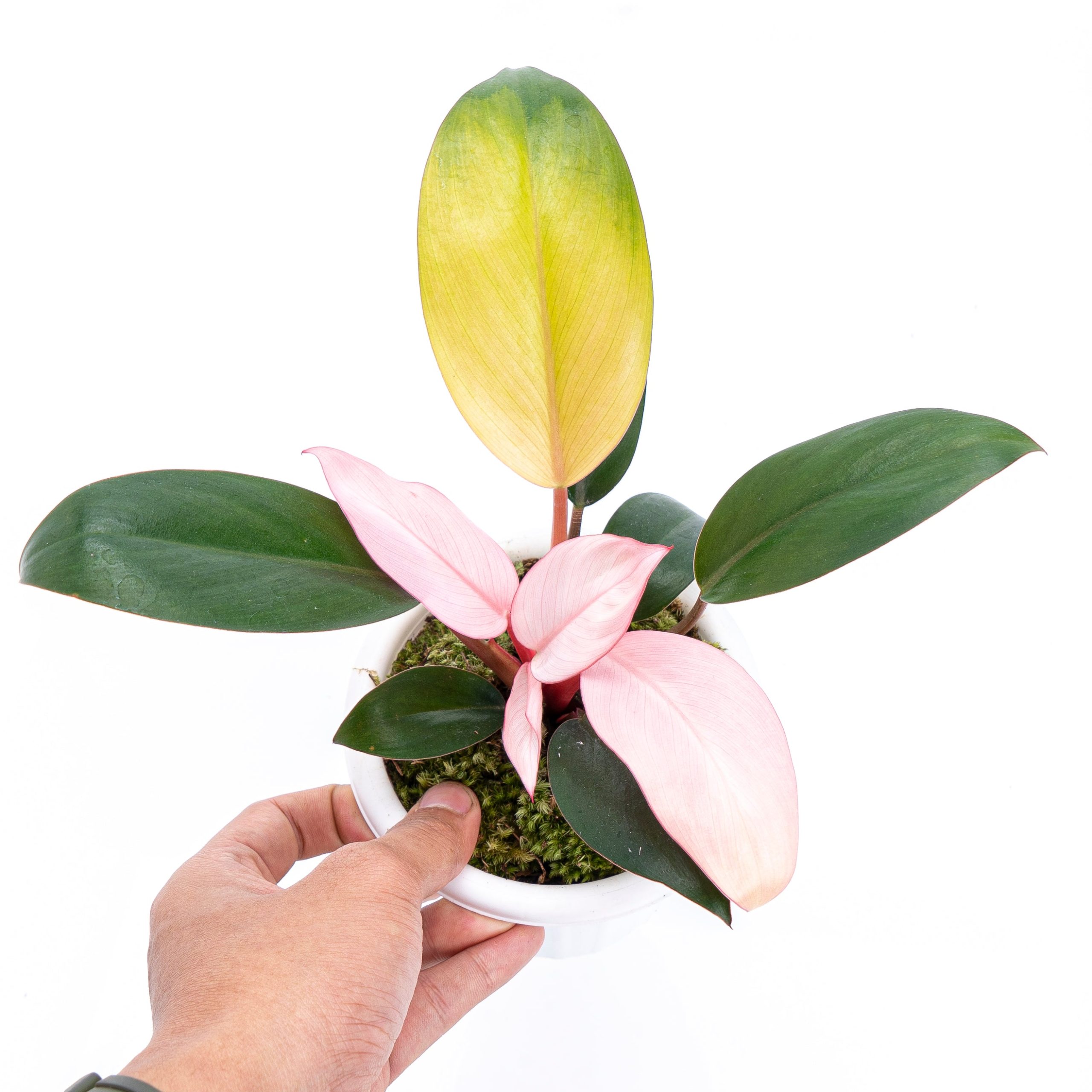 Philodendron Pink Congo - Image 4