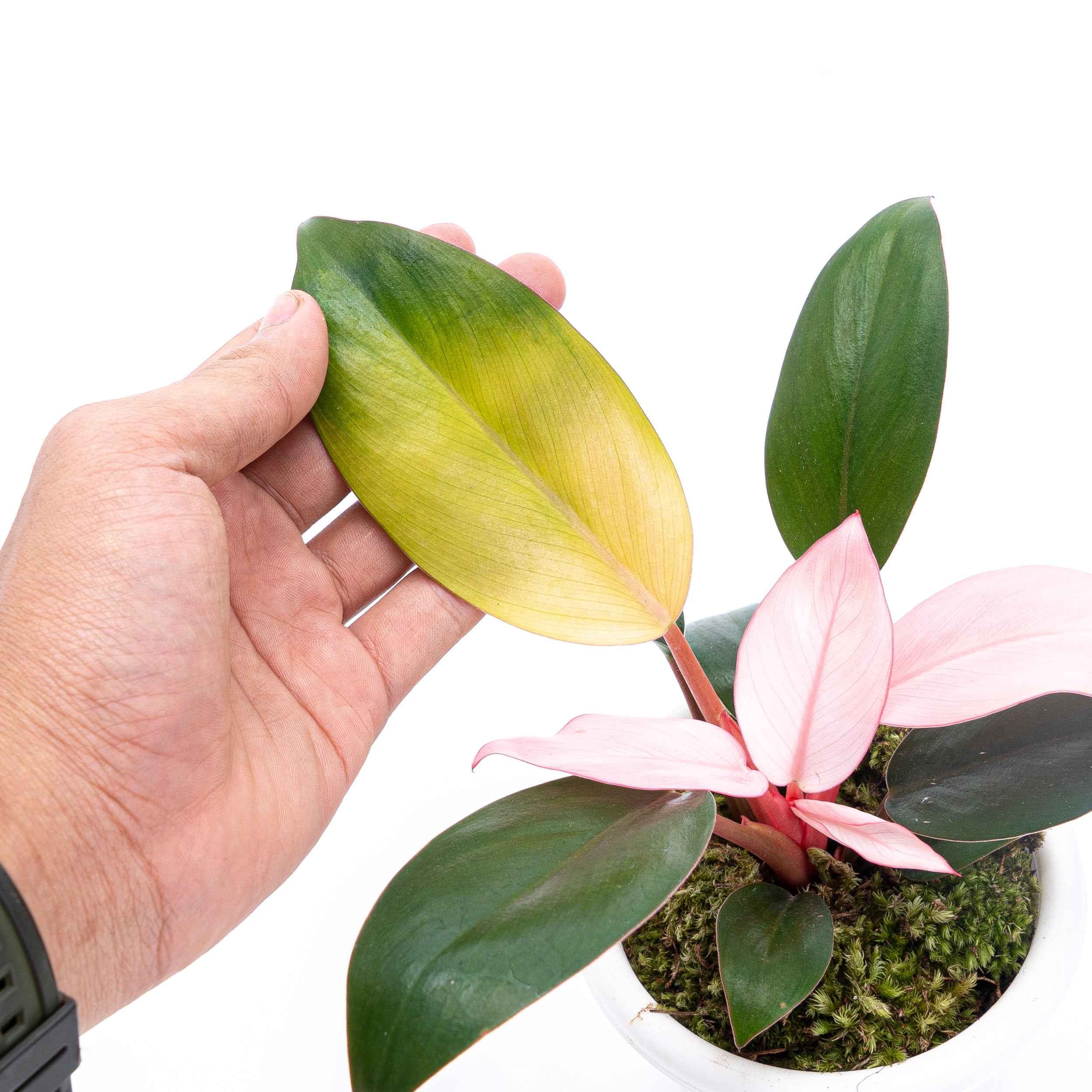 Philodendron Pink Congo - Image 5