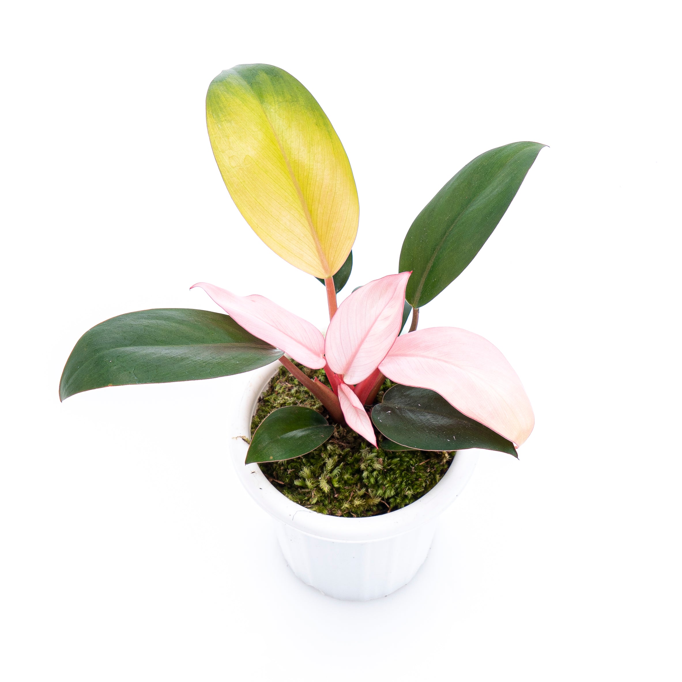 Philodendron Pink Congo - Image 6