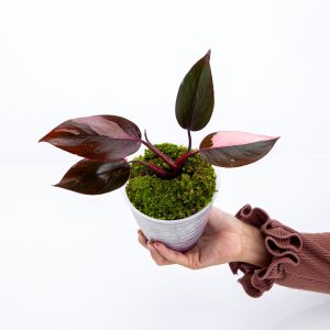 Philodendron Pink Princess