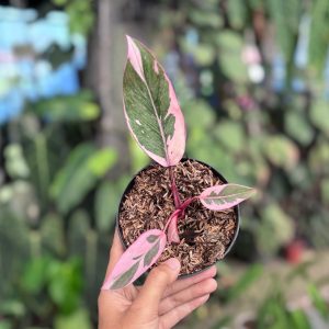 Philodendron pink rose