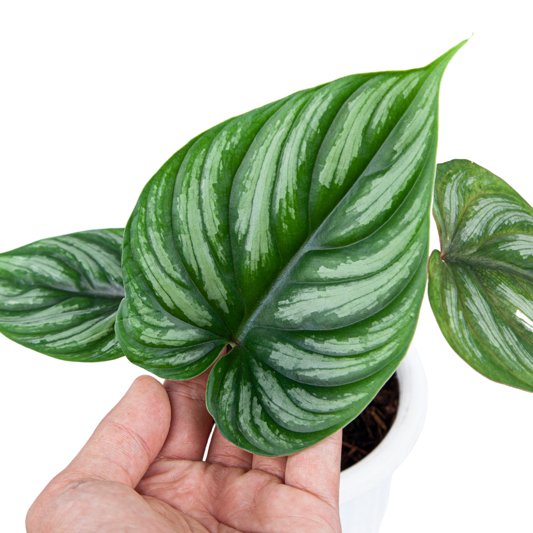 Philodendron Plowmanii - Image 2