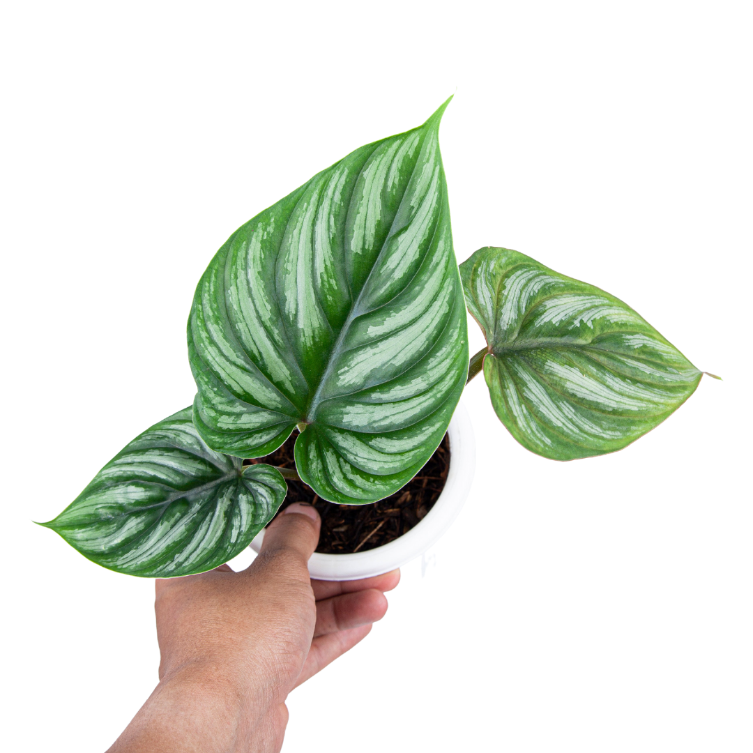 Philodendron Plowmanii - Image 3