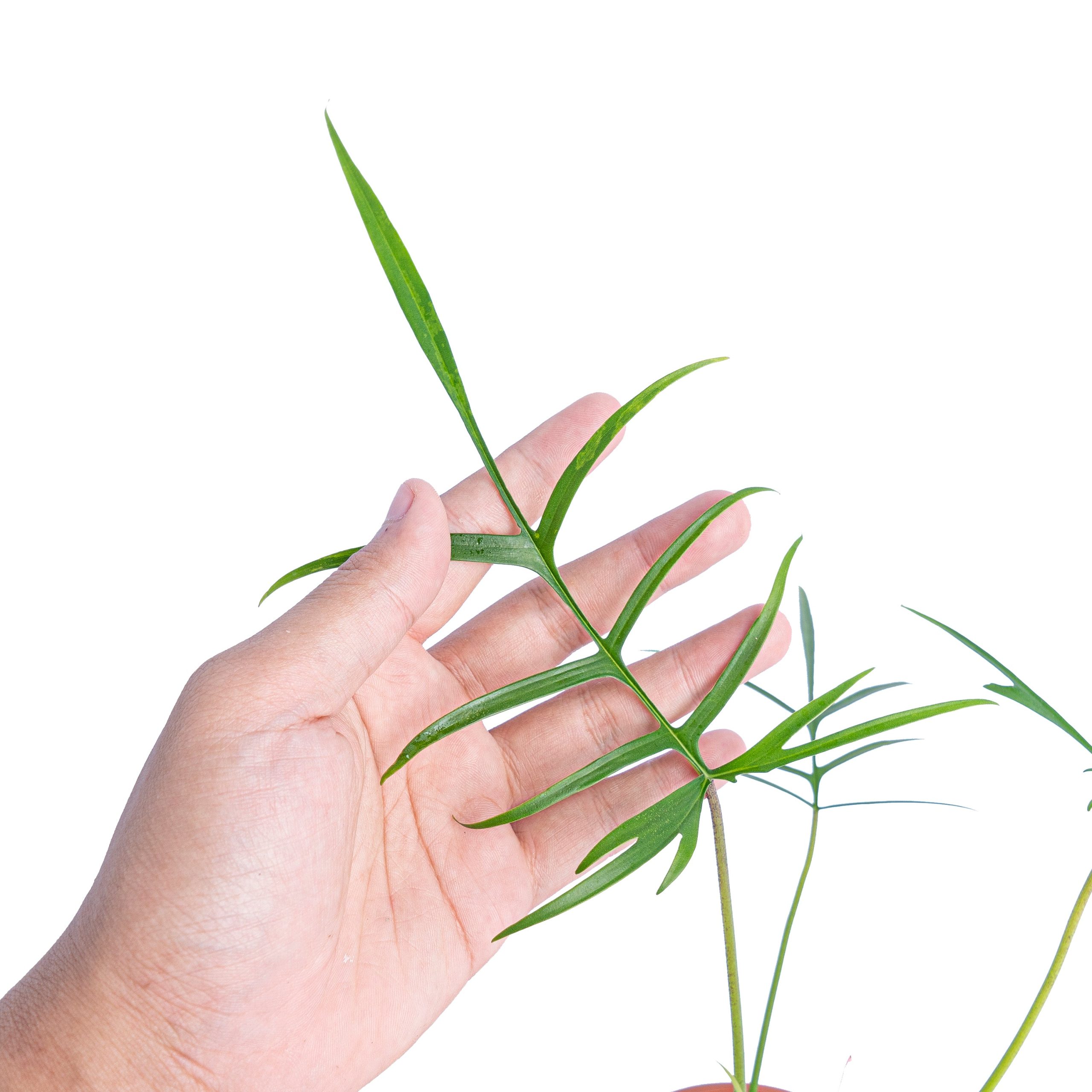 Philodendron polypodioides - Image 2