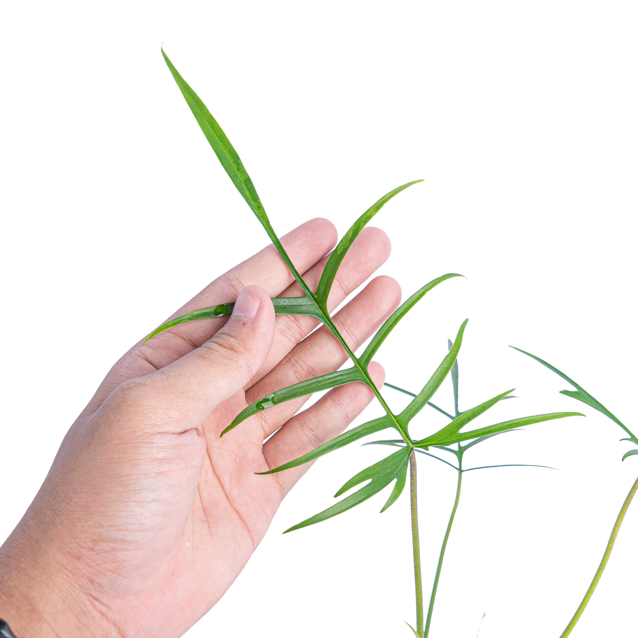 Philodendron polypodioides - Image 3