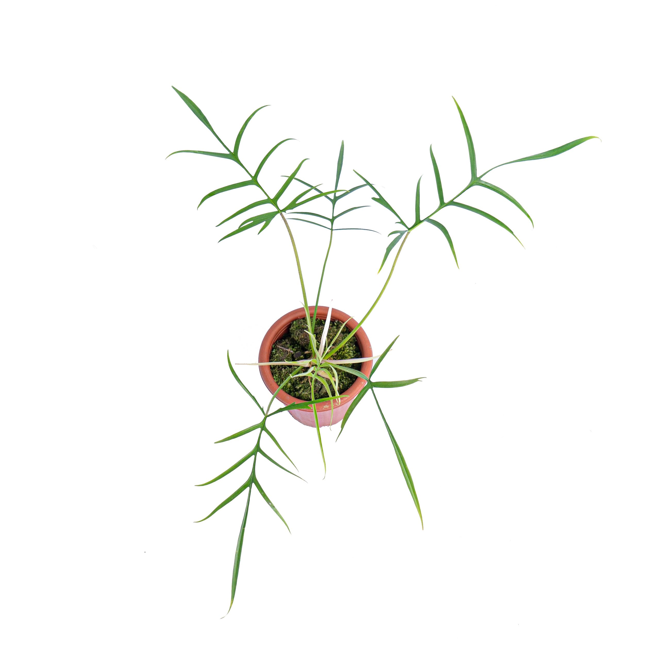 Philodendron polypodioides - Image 4