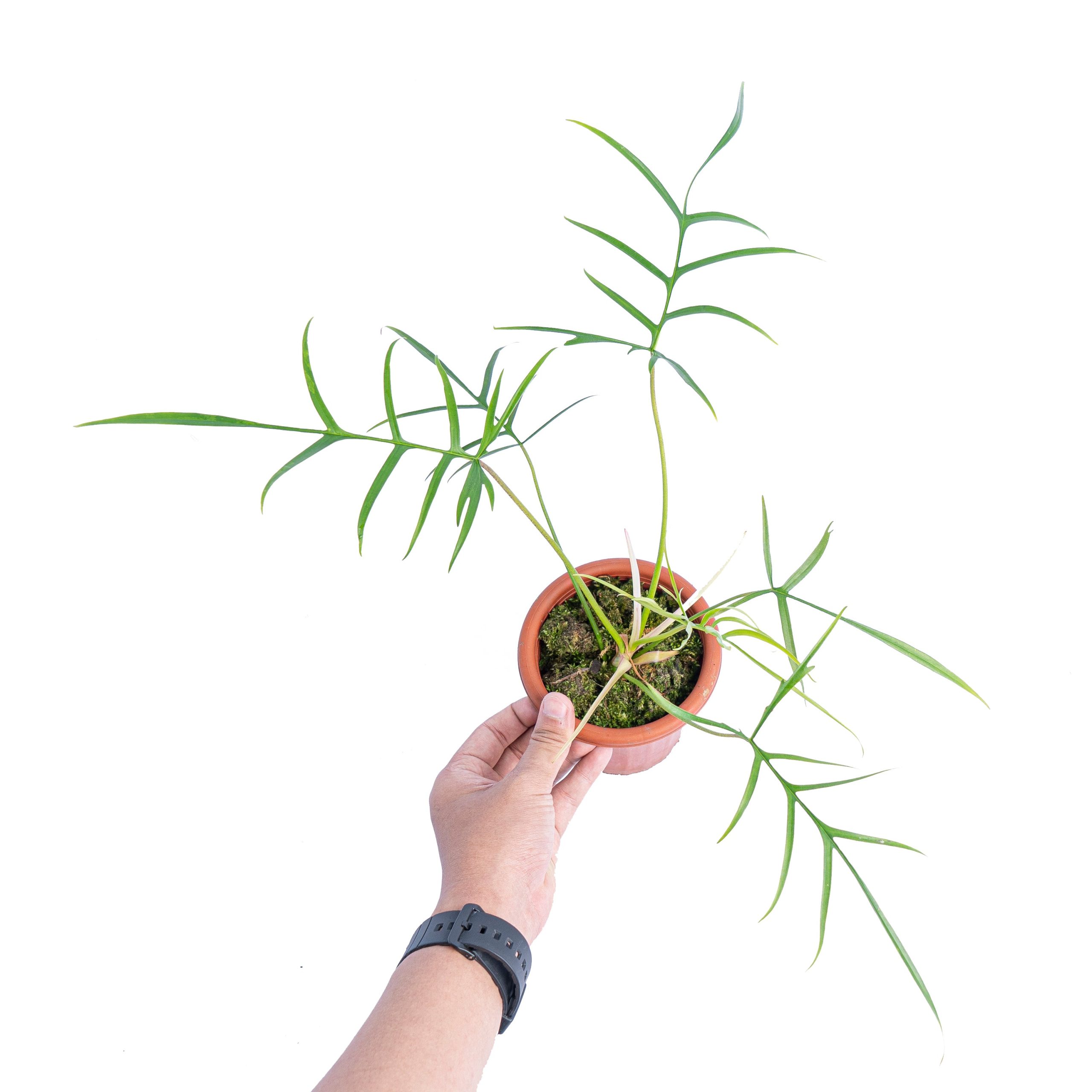 Philodendron polypodioides - Image 5