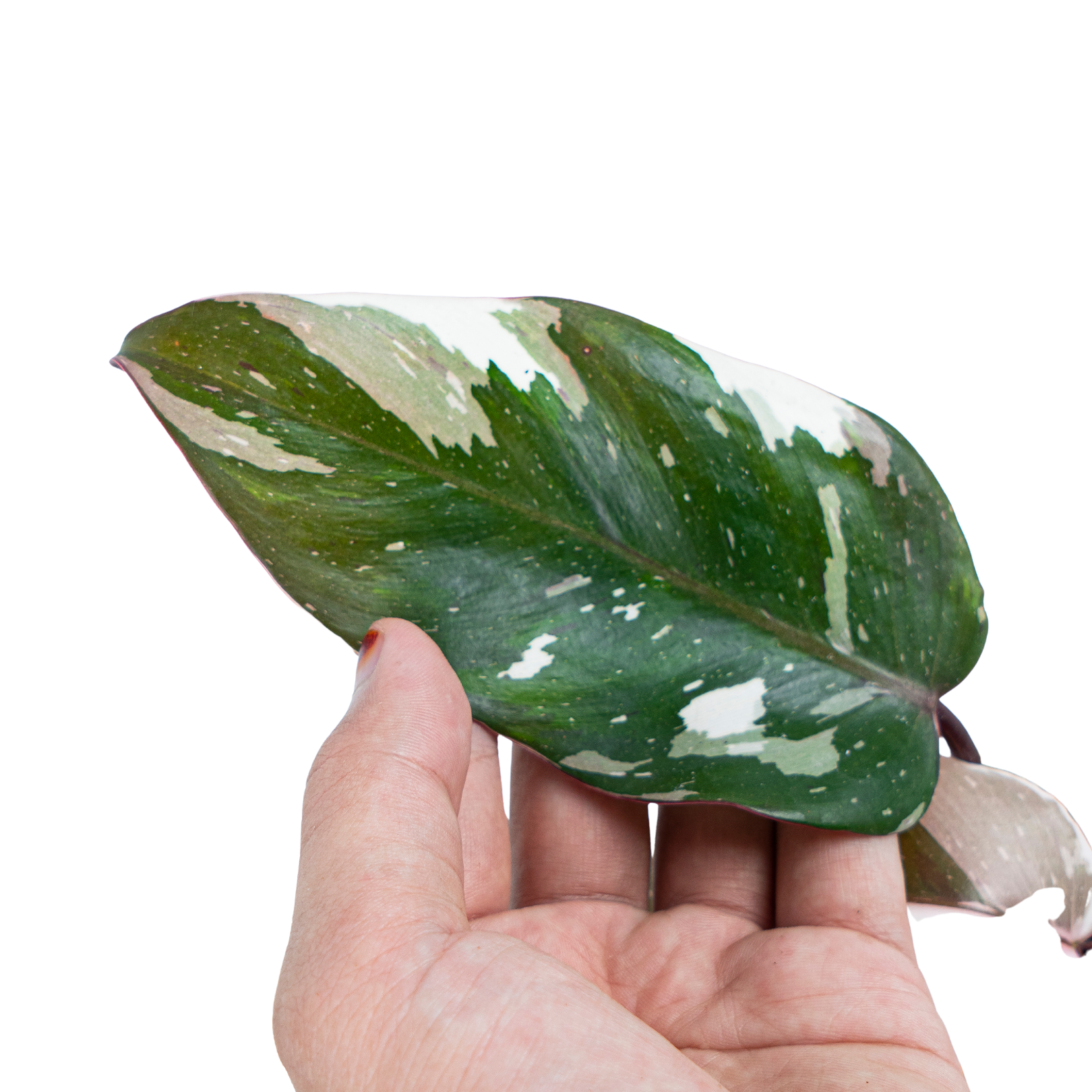 Philodendron Red Anderson - Image 3