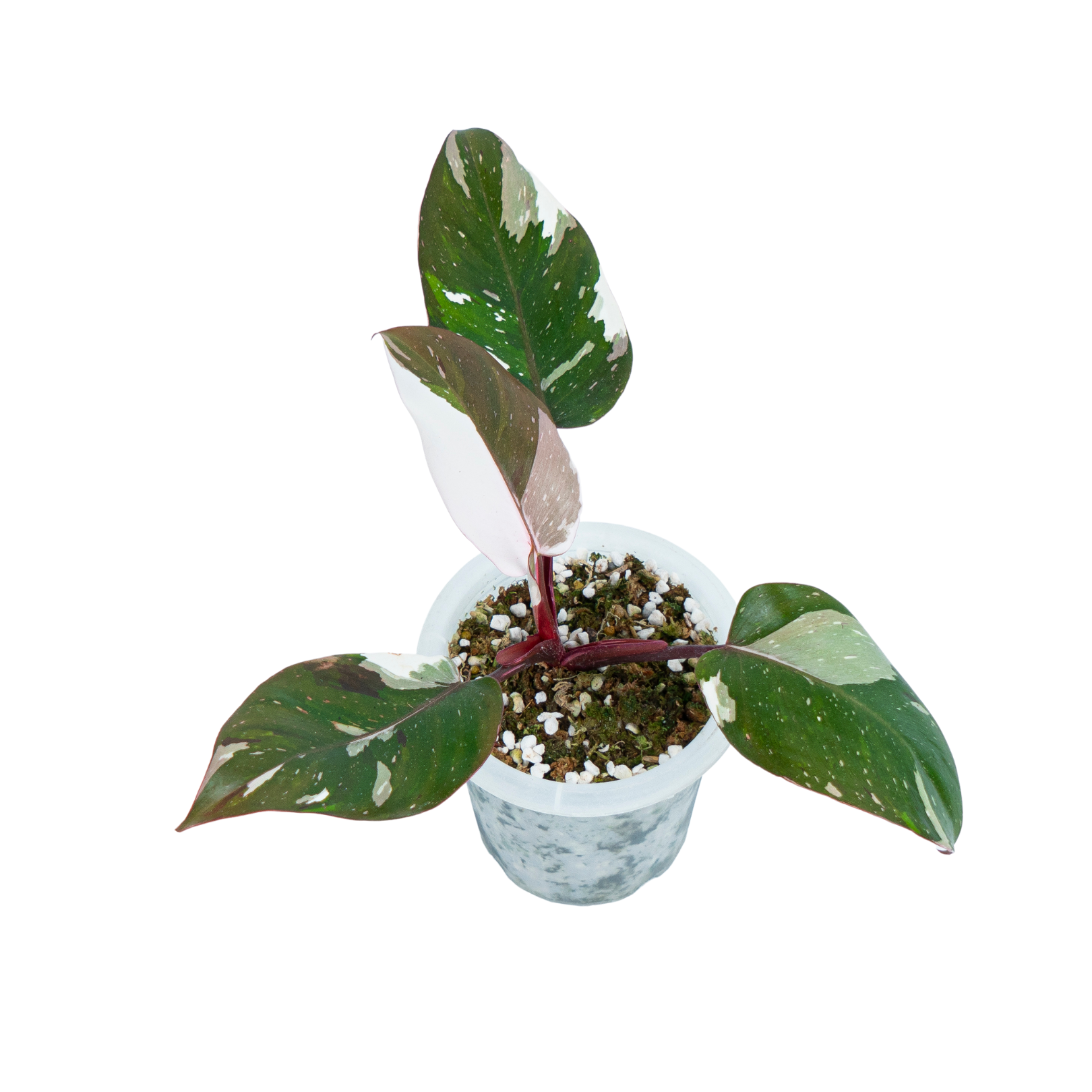Philodendron Red Anderson - Image 4