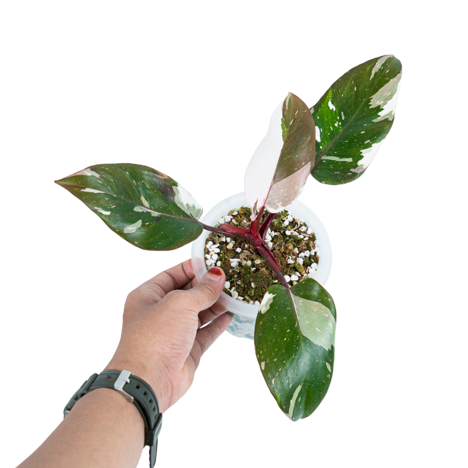 Philodendron Red Anderson - Image 5