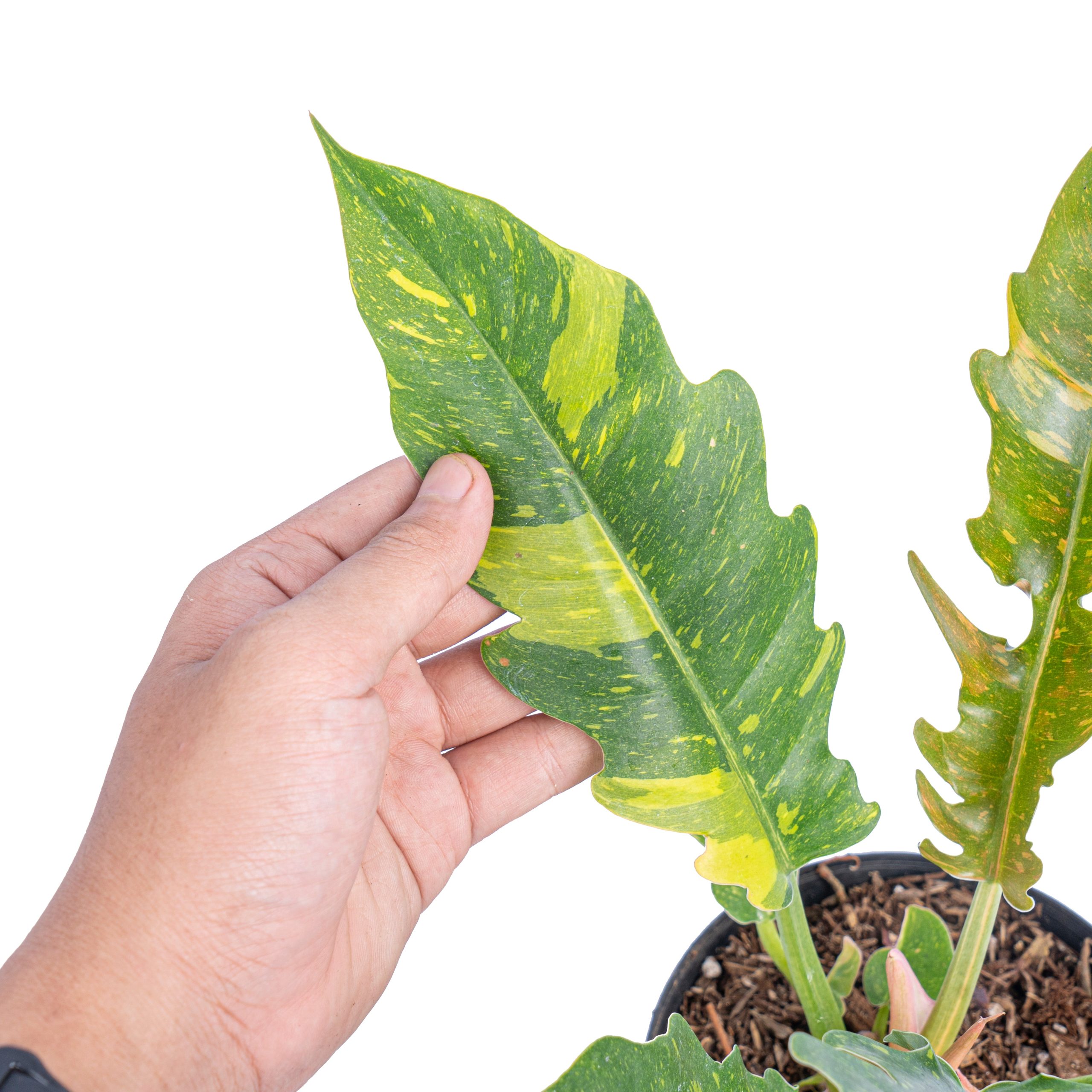 Philodendron Ring of Fire Variegated - Image 2
