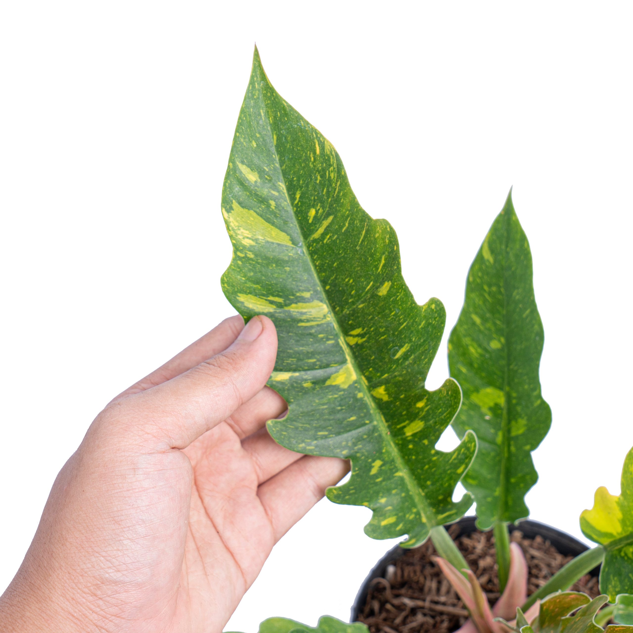 Philodendron Ring of Fire Variegated - Image 3