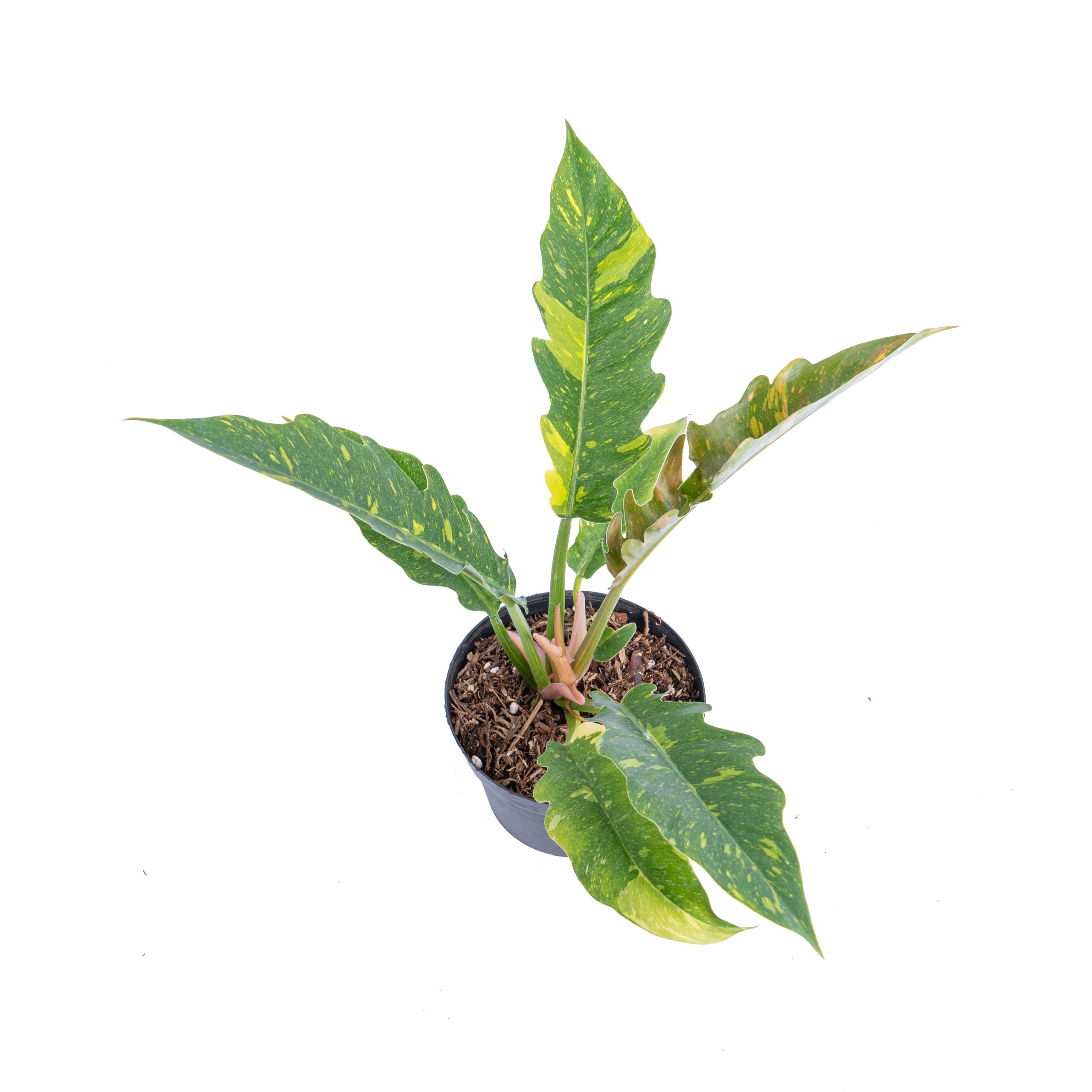 Philodendron Ring of Fire Variegated - Image 4
