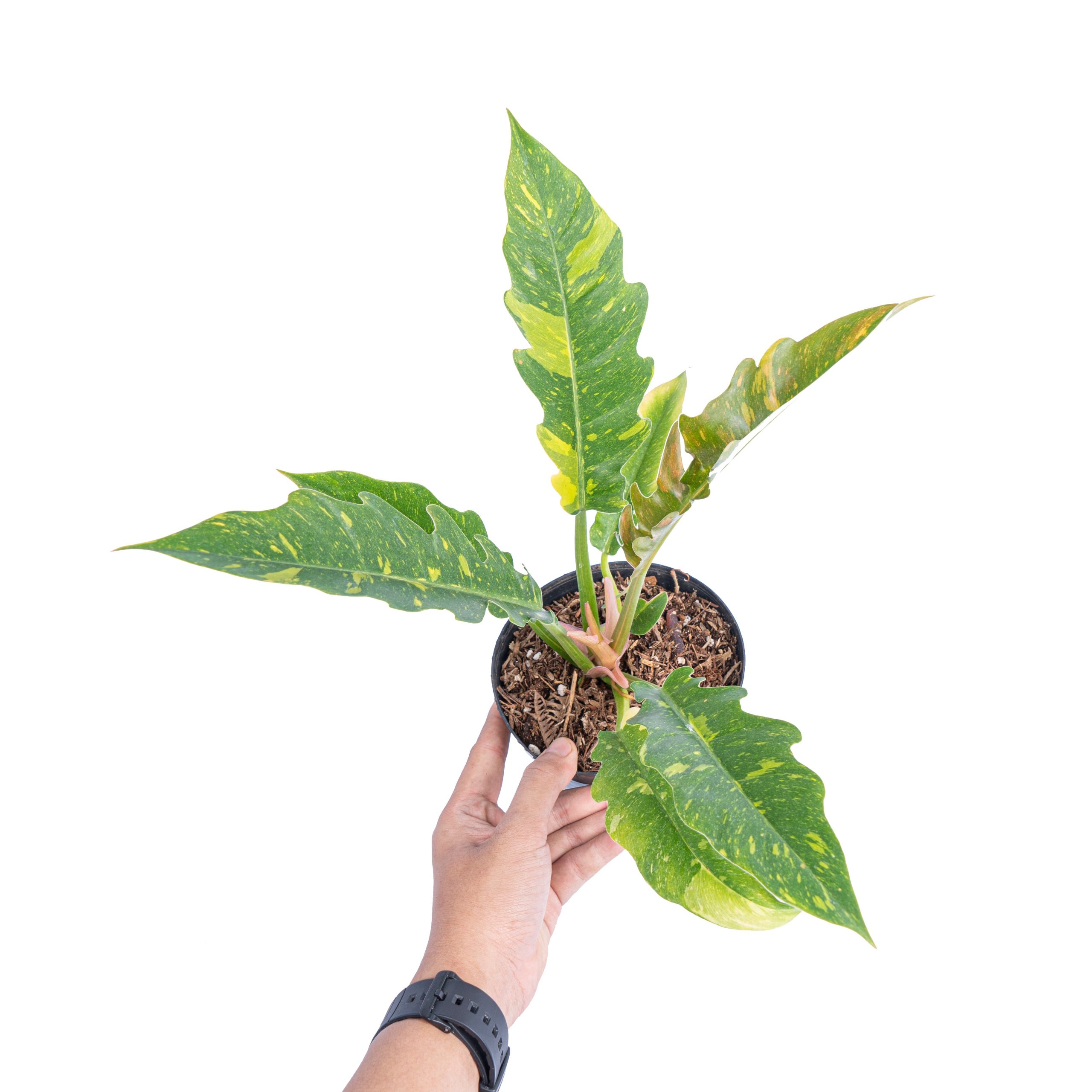 Philodendron Ring of Fire Variegated - Image 5