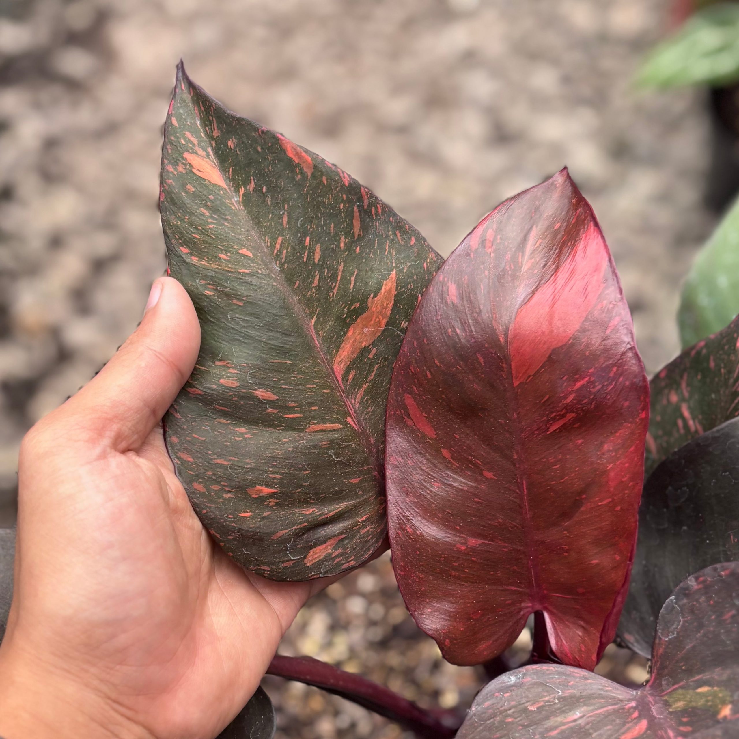 Philodendron royal Queen variegated - Image 2