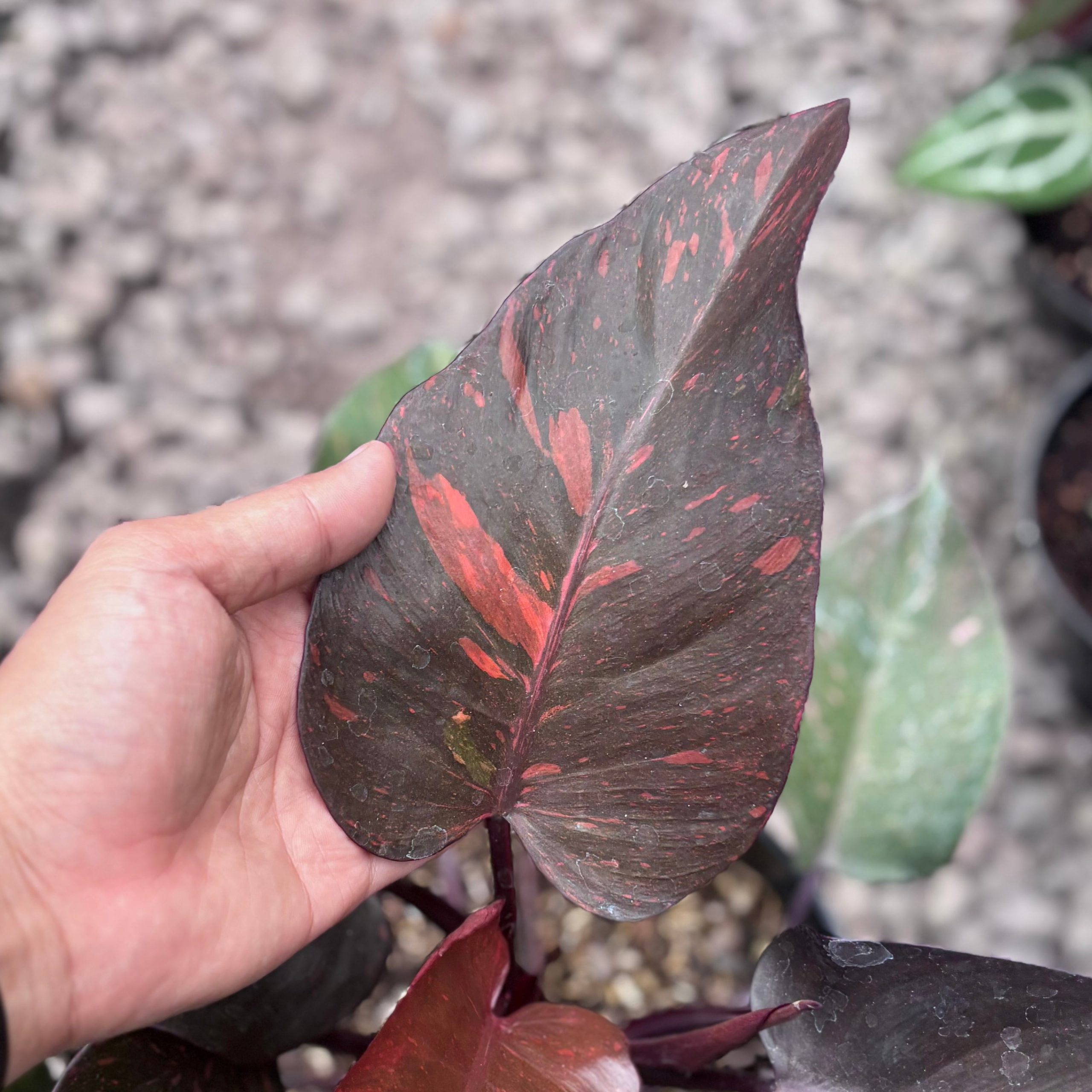 Philodendron royal Queen variegated - Image 3