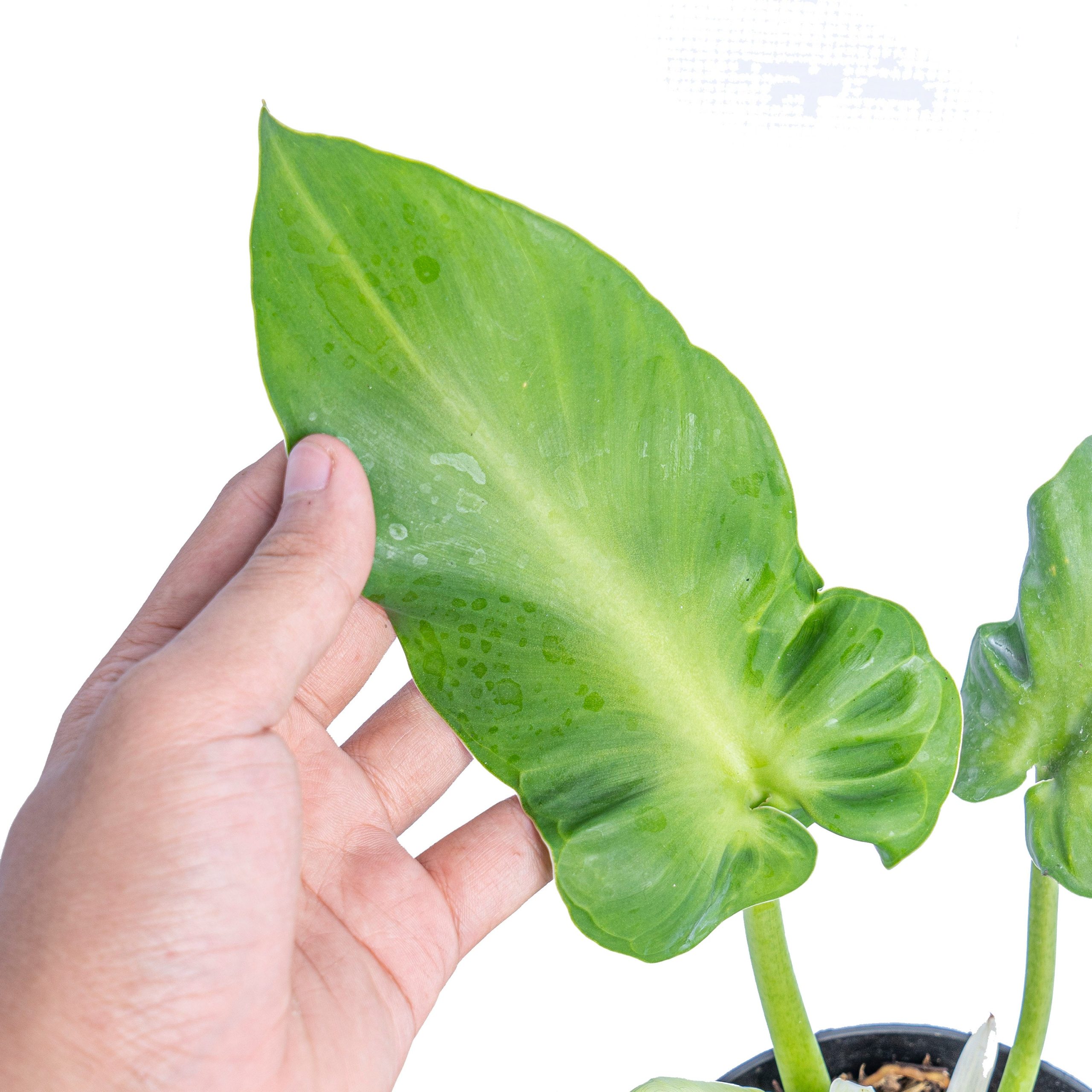 Philodendron rugosum aberrant form - Image 2