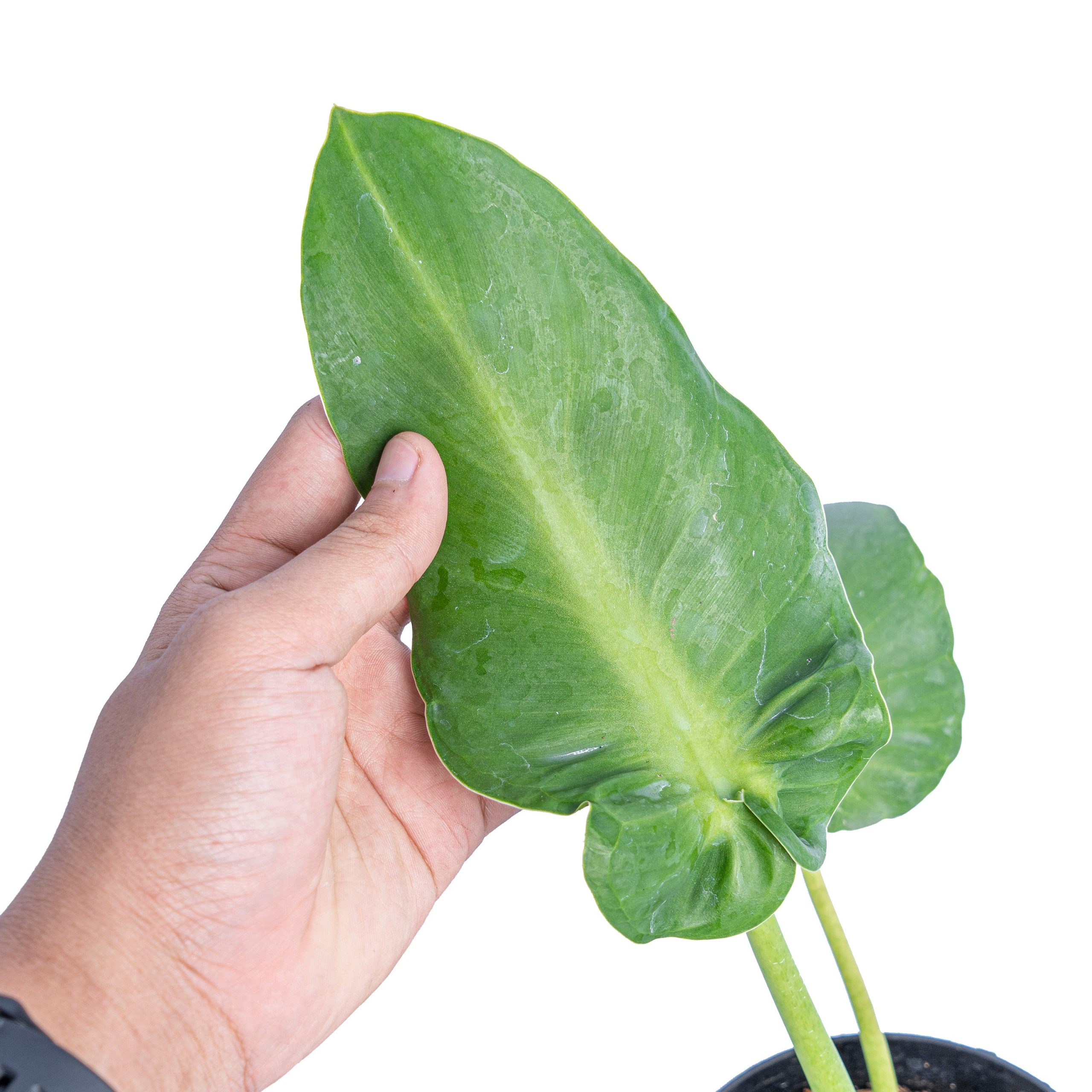 Philodendron rugosum aberrant form - Image 3