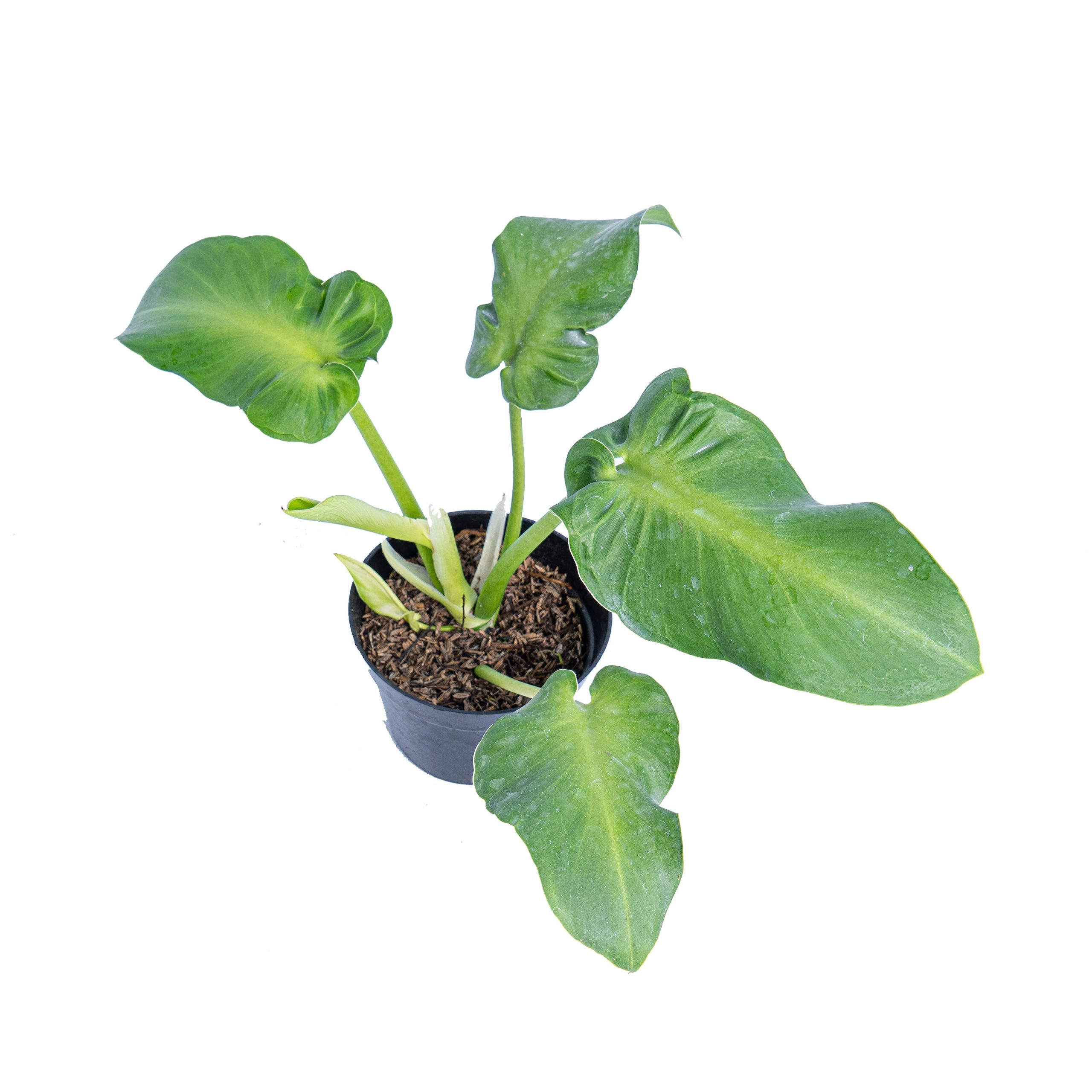 Philodendron rugosum aberrant form - Image 4