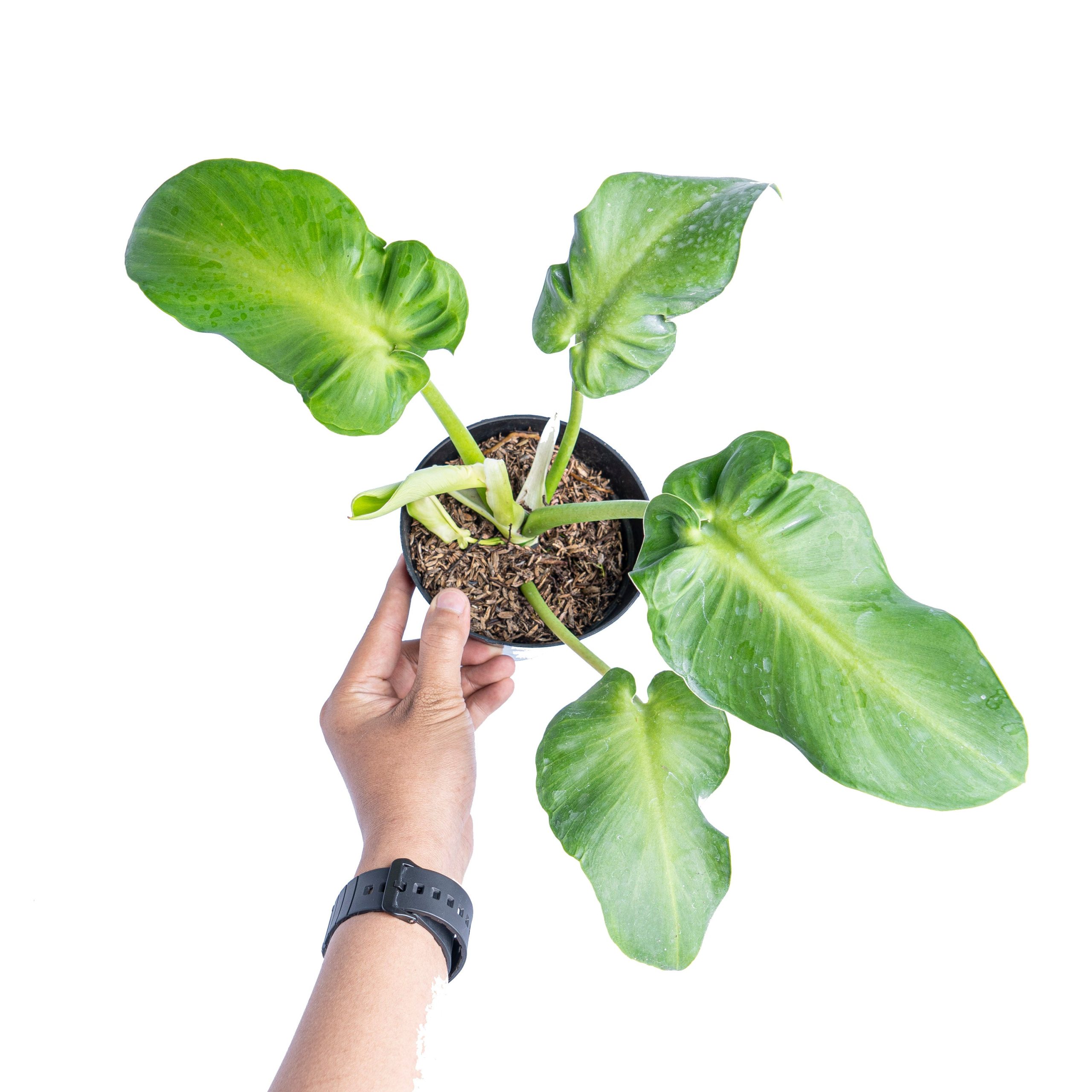 Philodendron rugosum aberrant form - Image 5