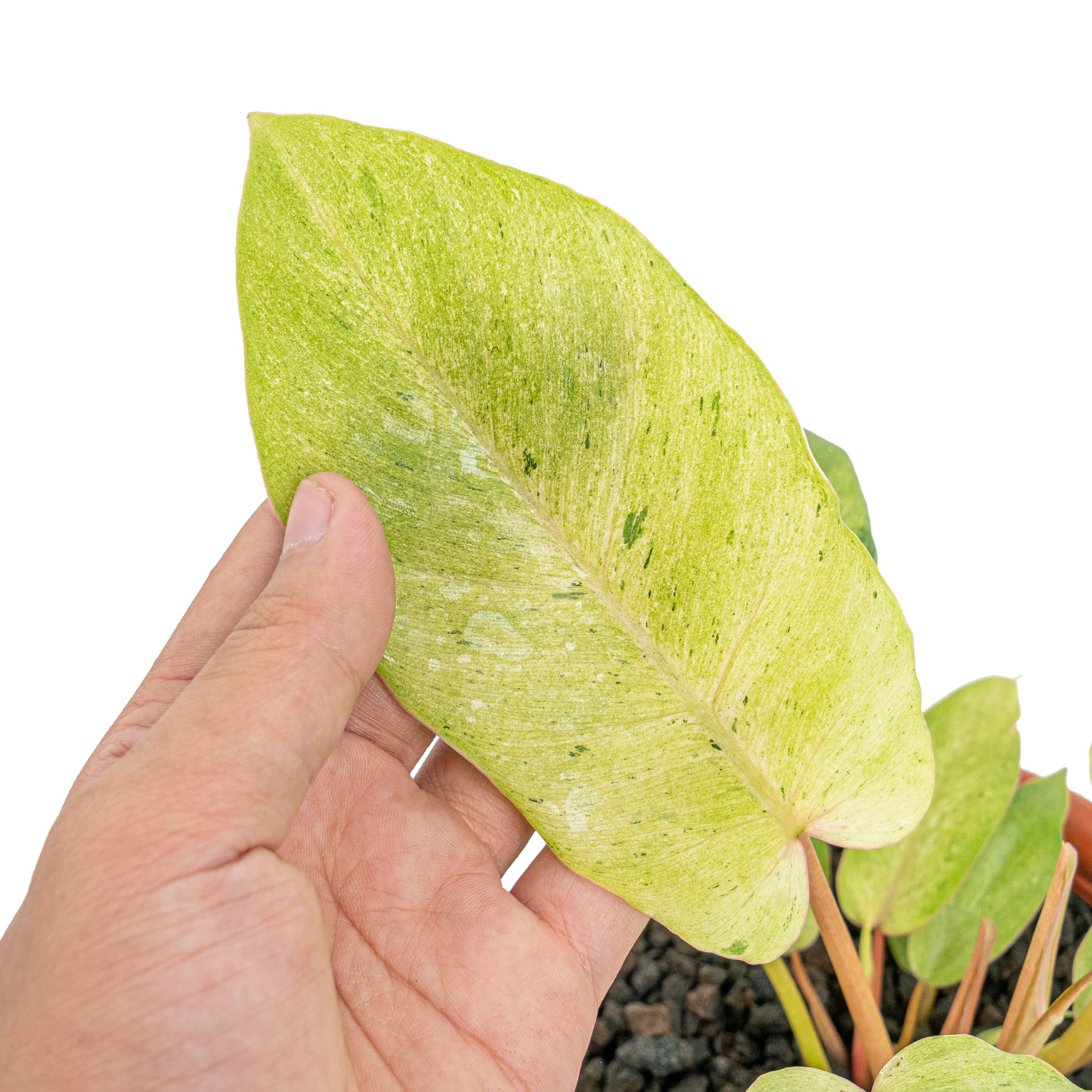 Philodendron snowdrift variegated - Image 2