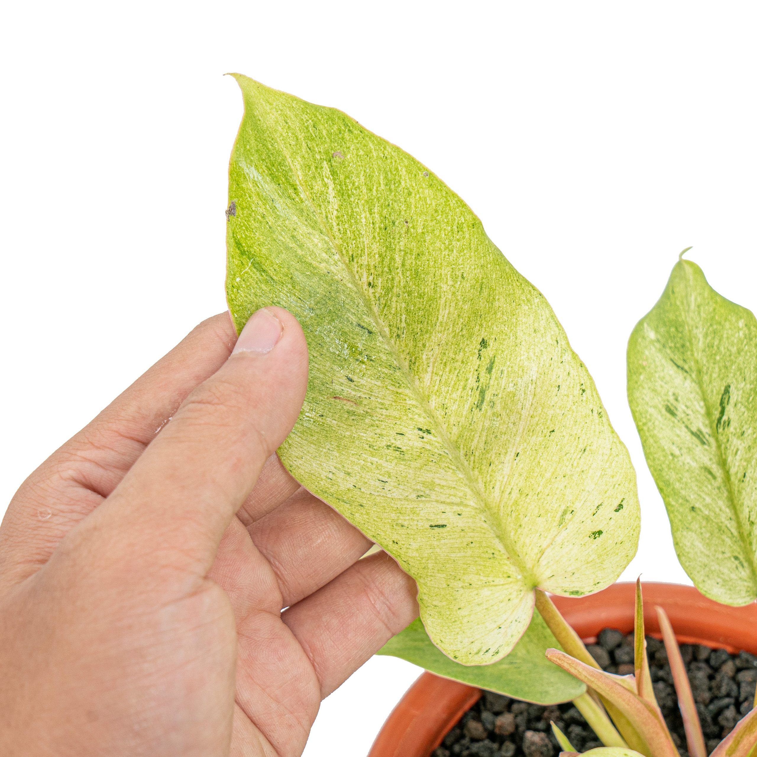 Philodendron snowdrift variegated - Image 3