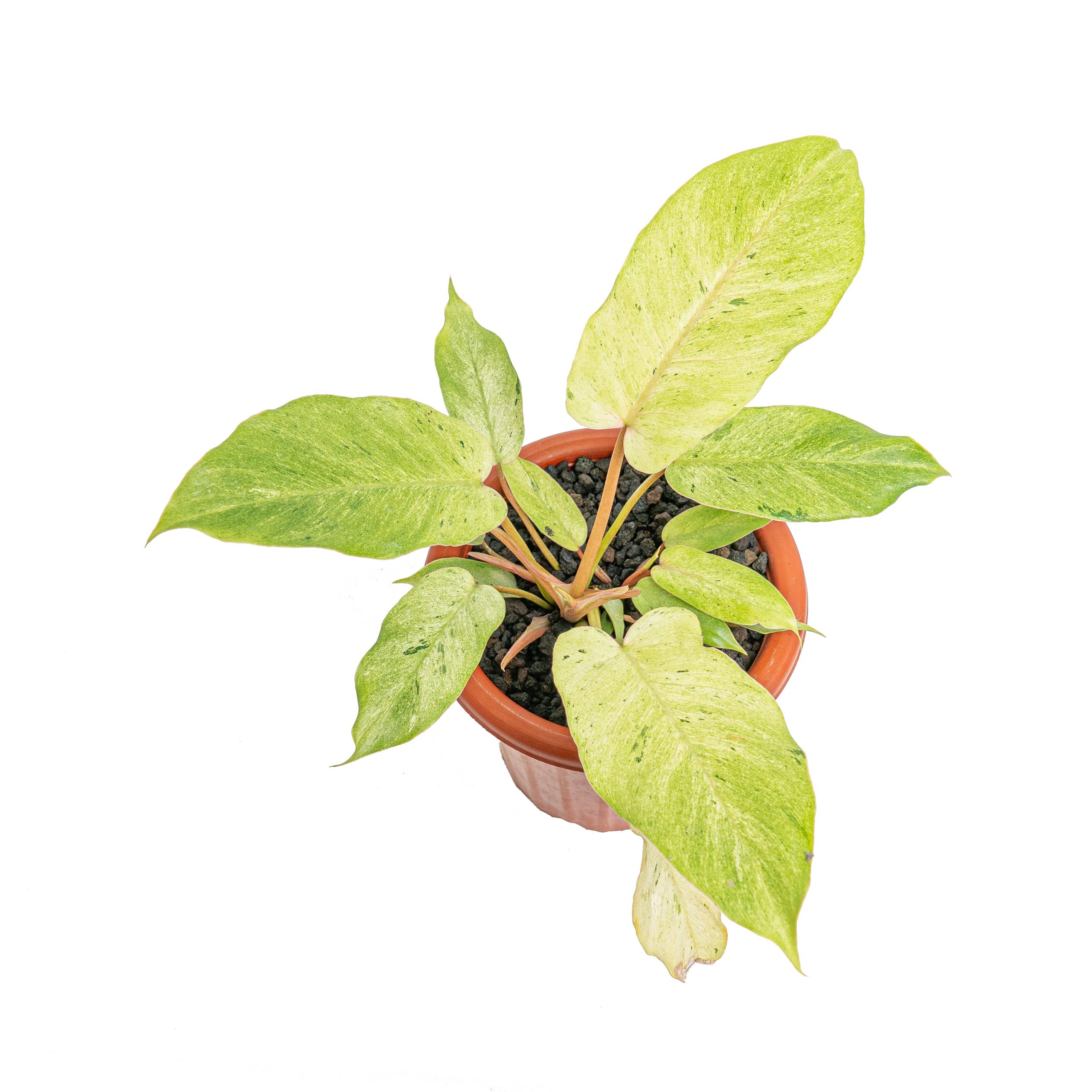Philodendron snowdrift variegated - Image 4