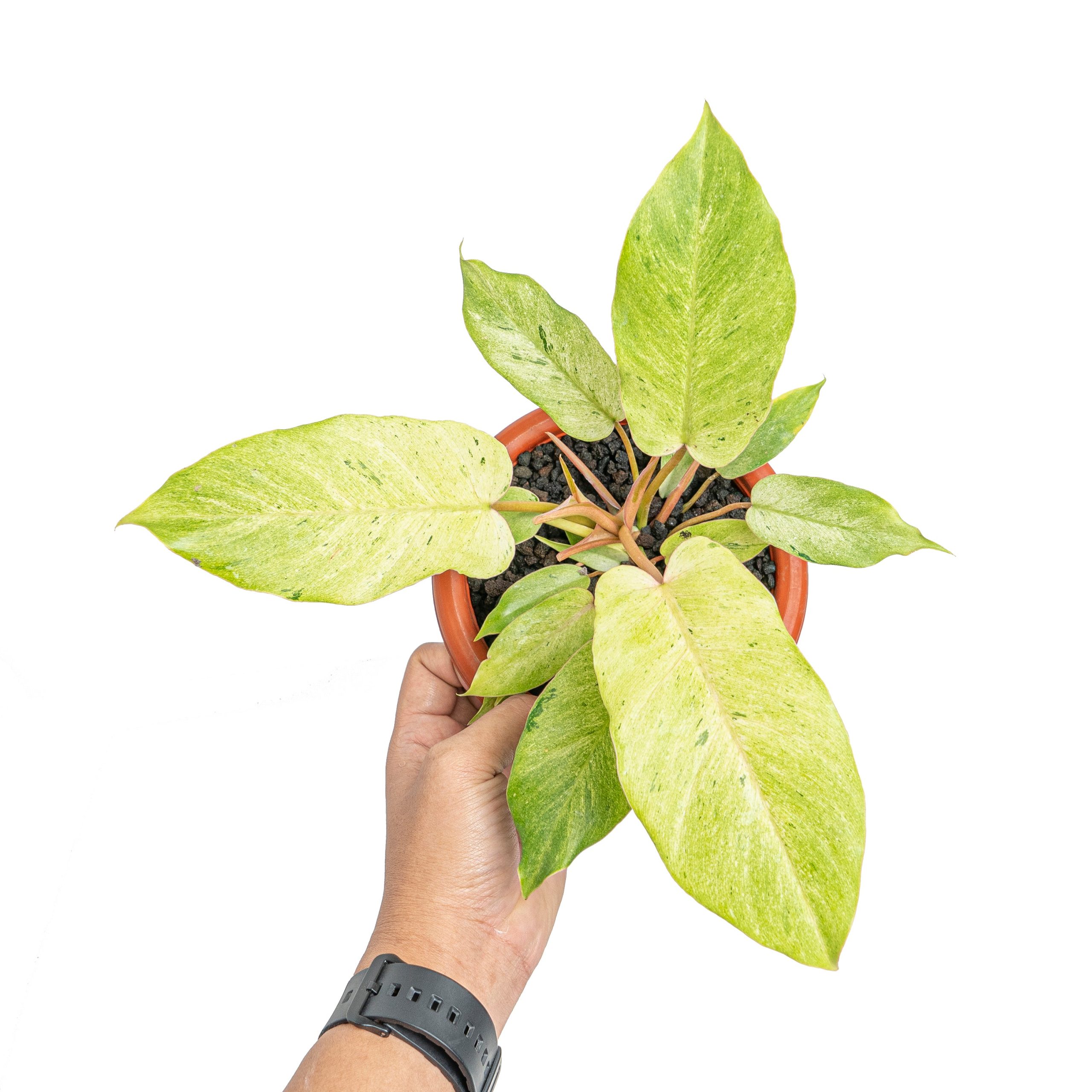Philodendron snowdrift variegated - Image 5