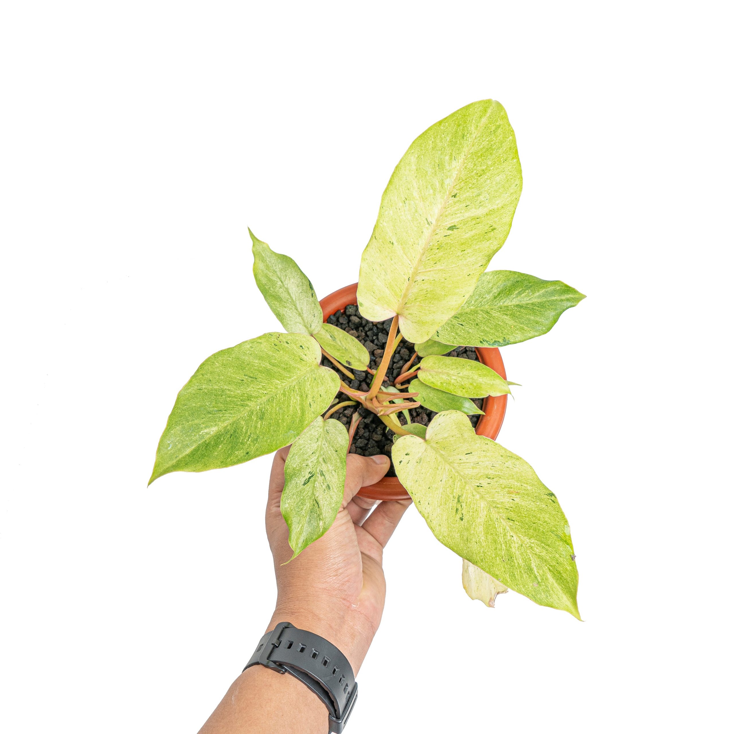 Philodendron snowdrift variegated - Image 6